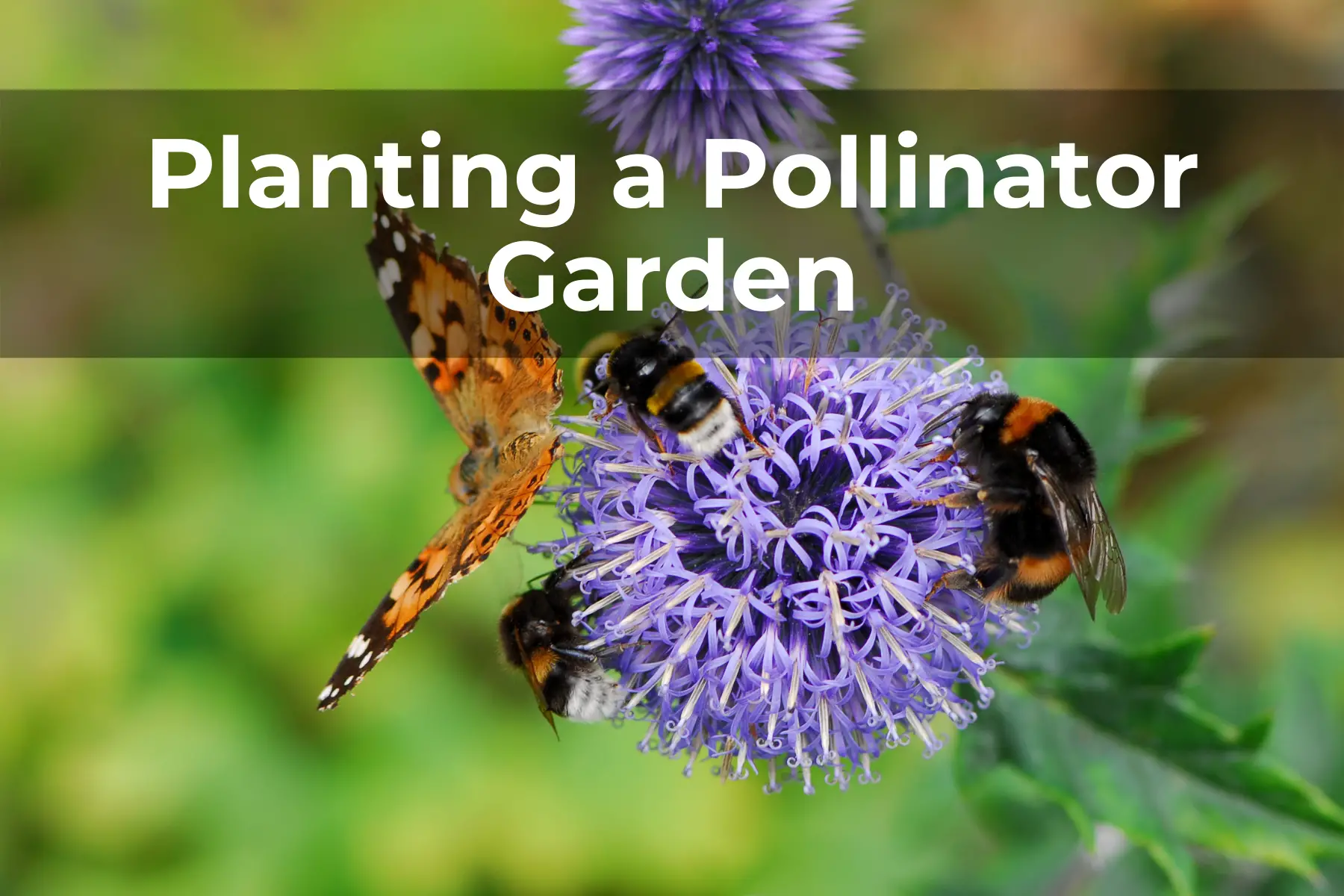 planting a pollinator garden