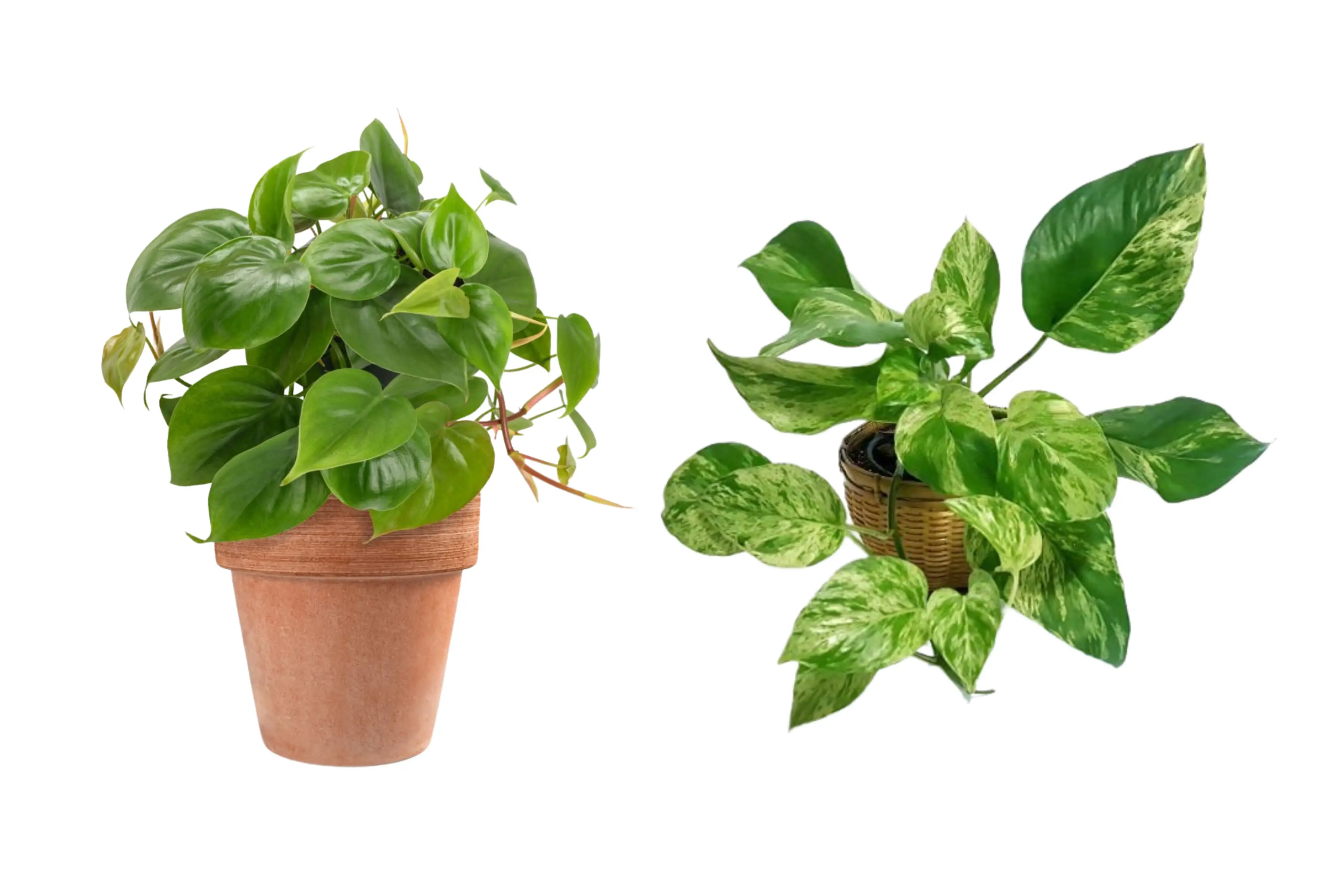 difference of pothos and philodendron