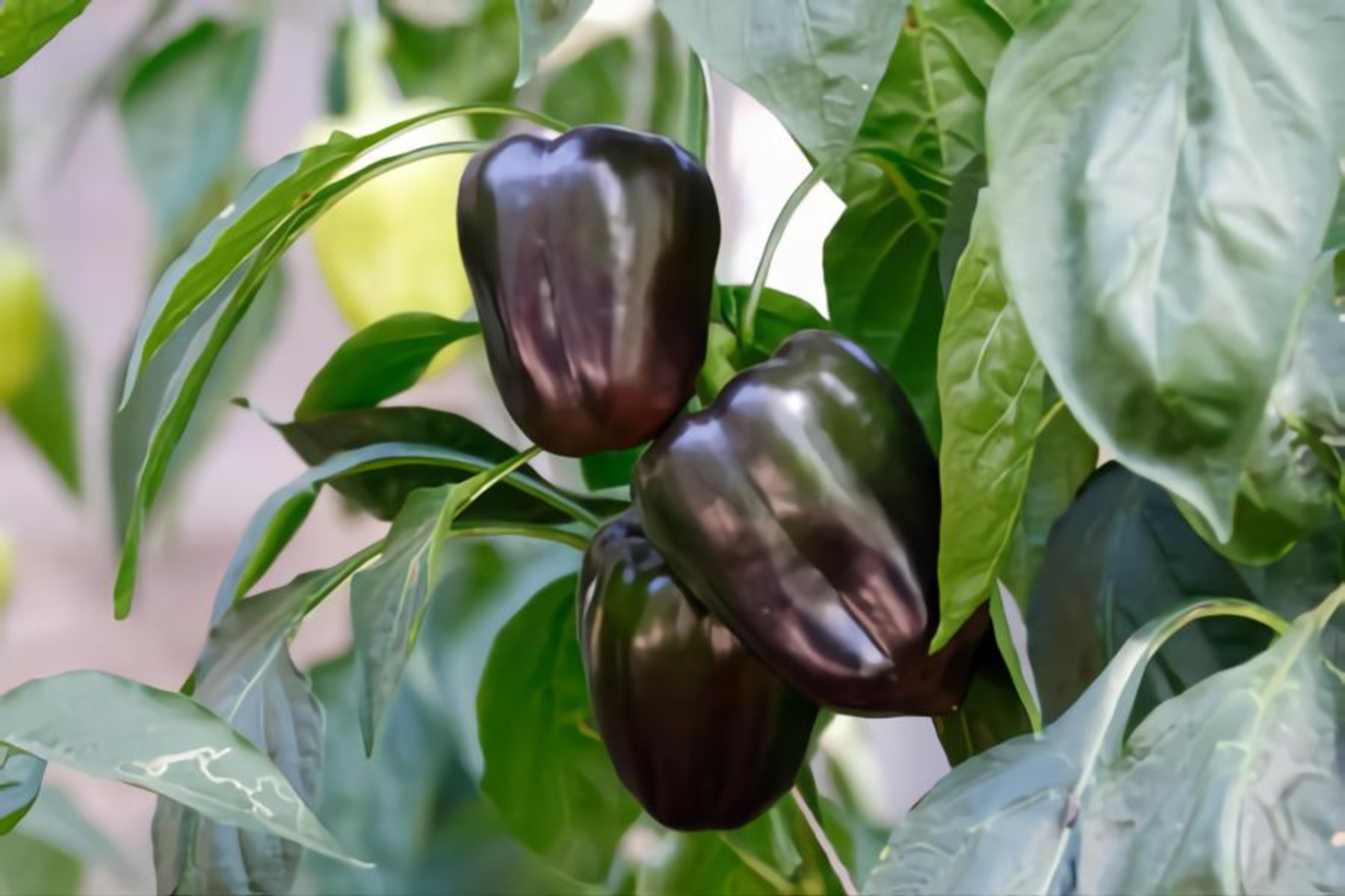 purple bell pepper