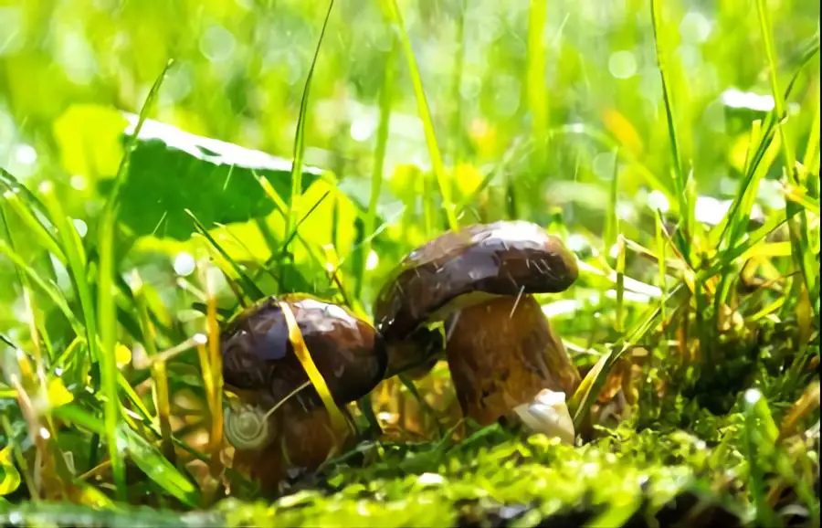 rain mushrooms