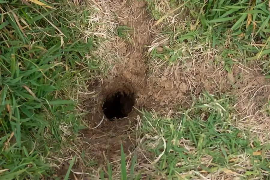 rat hole in the garden