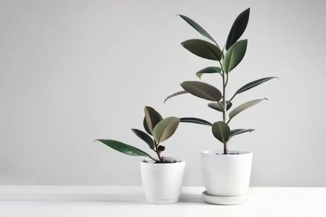 rubber tree plant