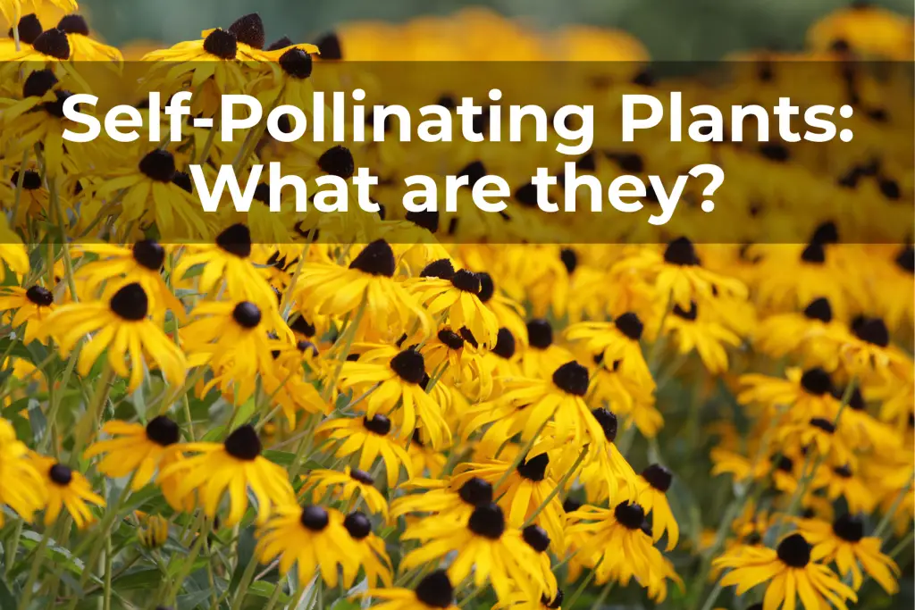 What Does Not Self Pollinating Mean What Does Not Self Pollinating Mean