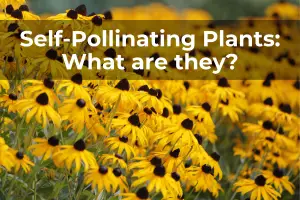 self-pollinating plants