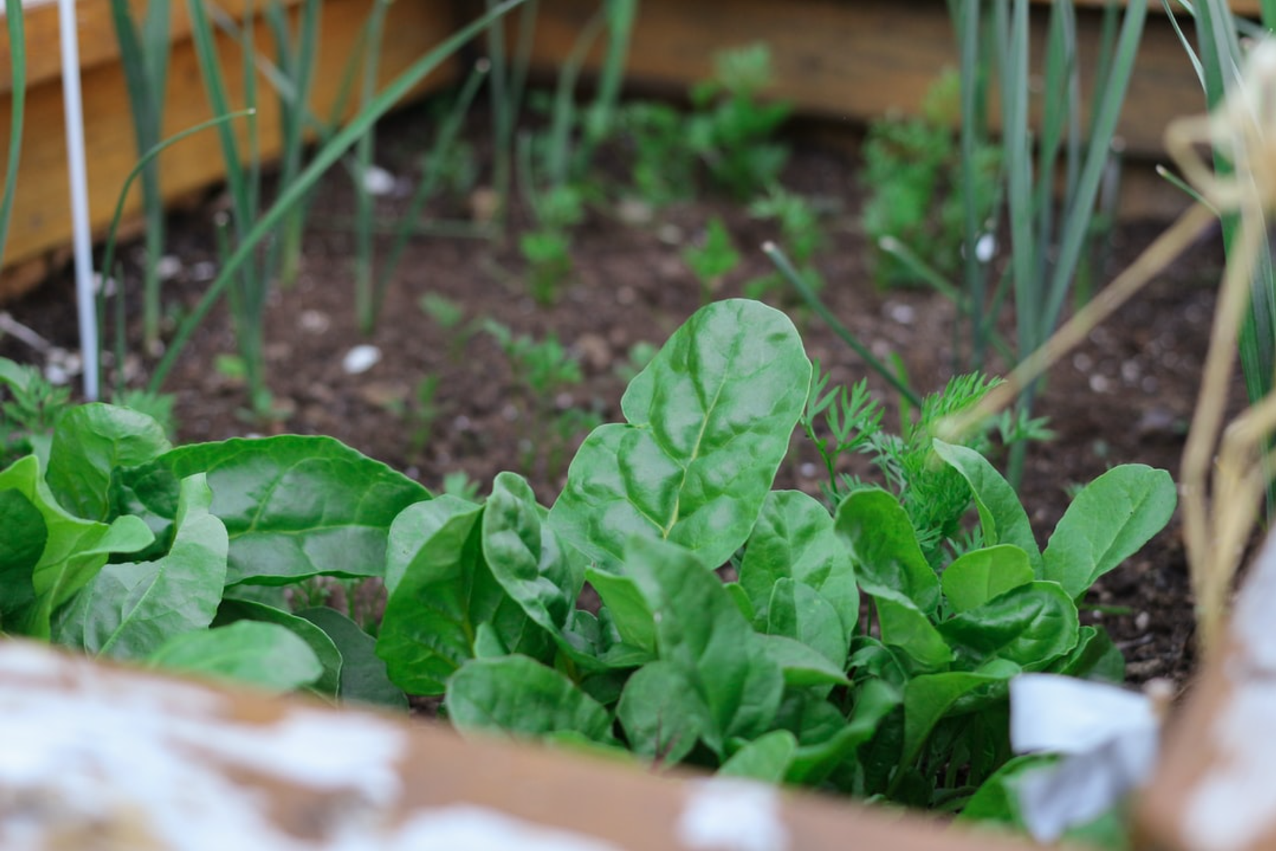 spinach harvest guide