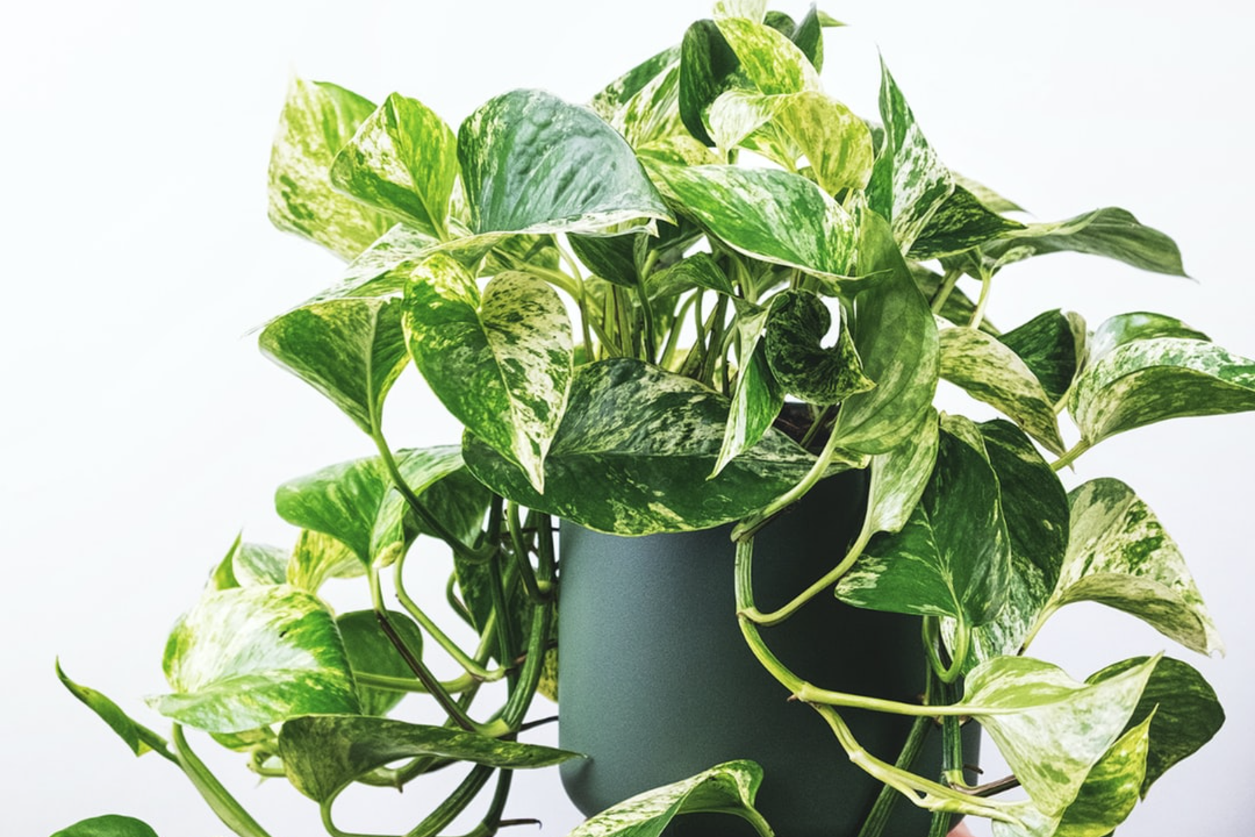 variegated golden pothos