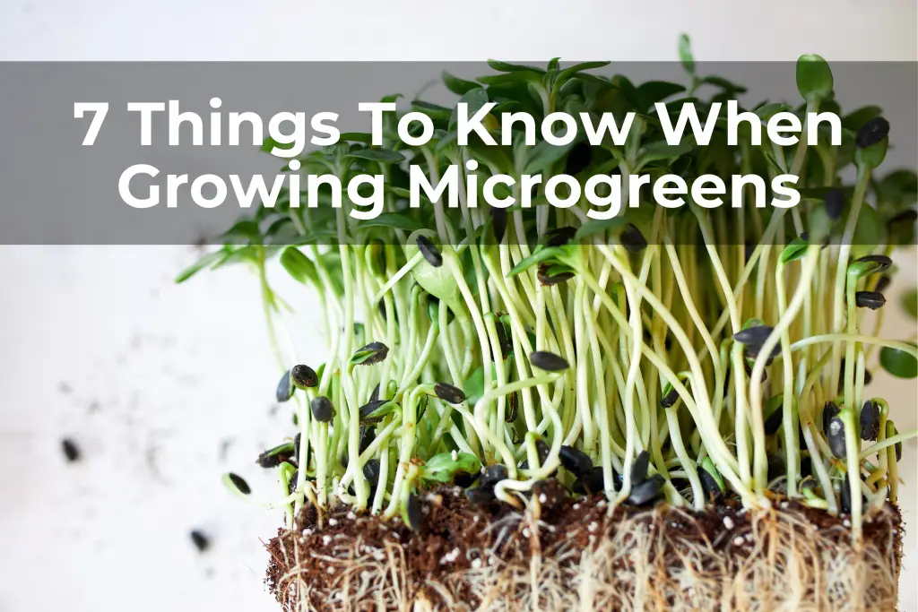 7 things to know when growing microgreens