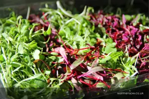 7 things to know when growing microgreens