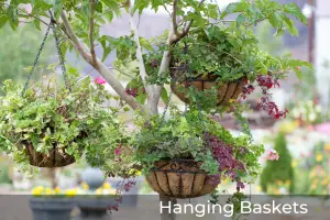 Hanging Basket