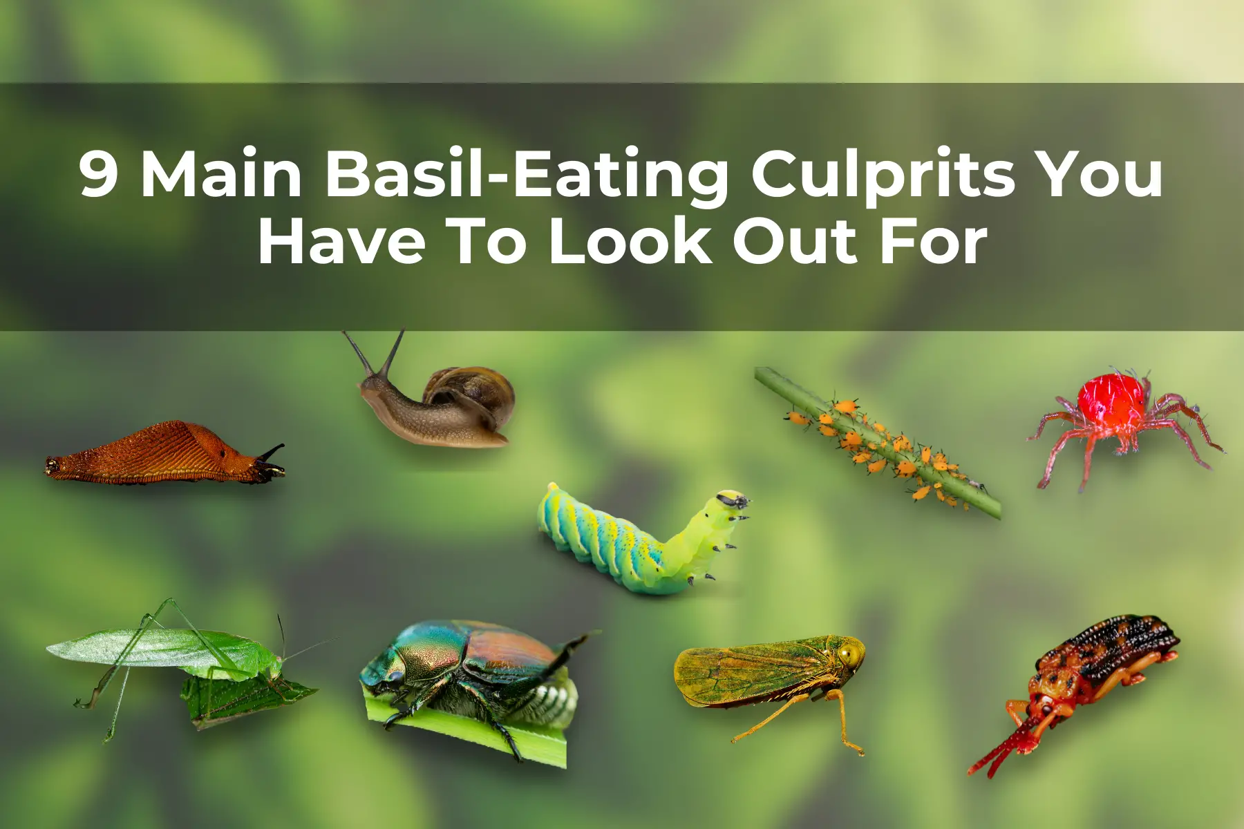 9 Main Basil-Eating Culprits You Have To Look Out For