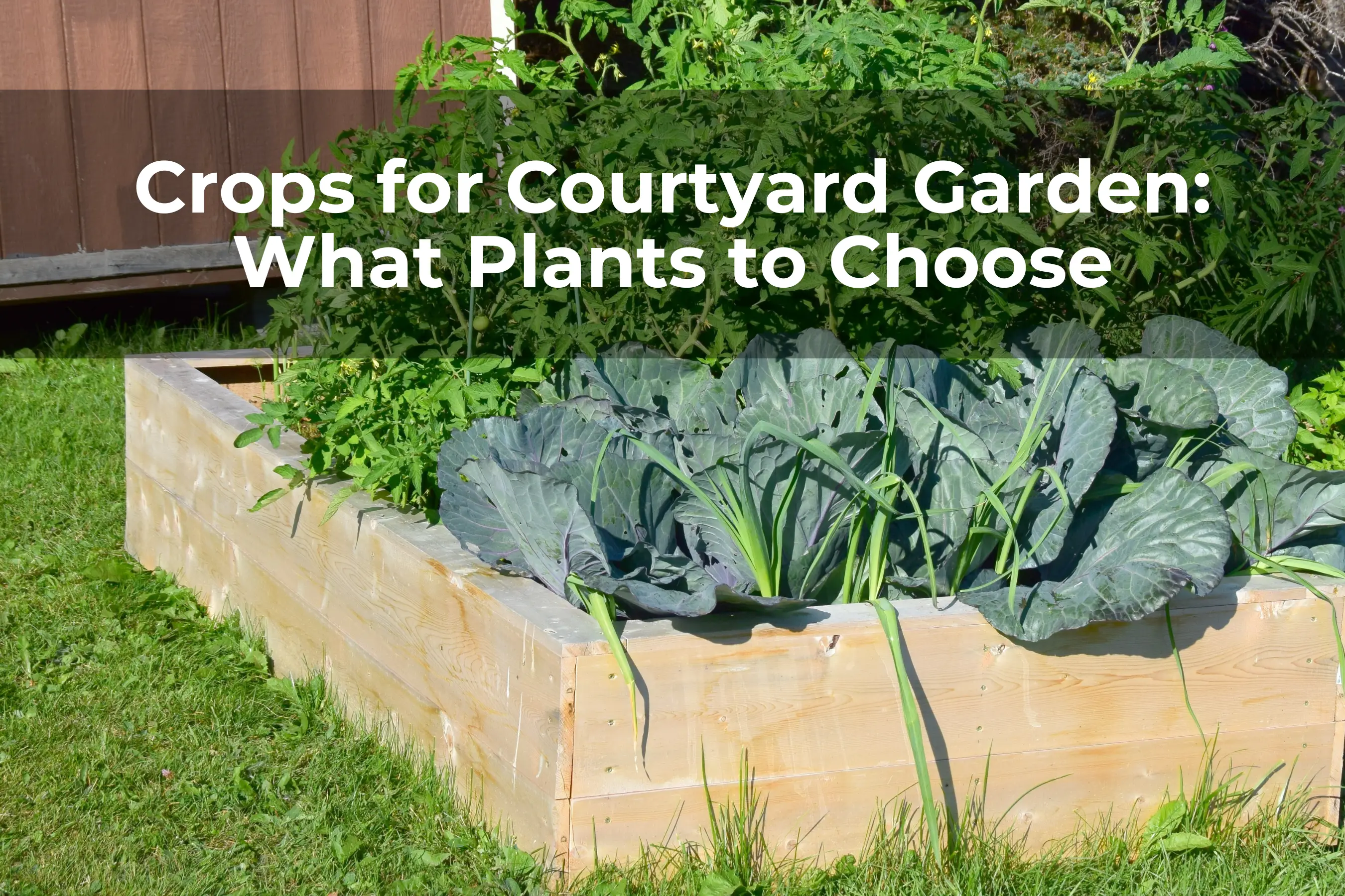 Crops for Courtyard Garden: What Plants to Choose