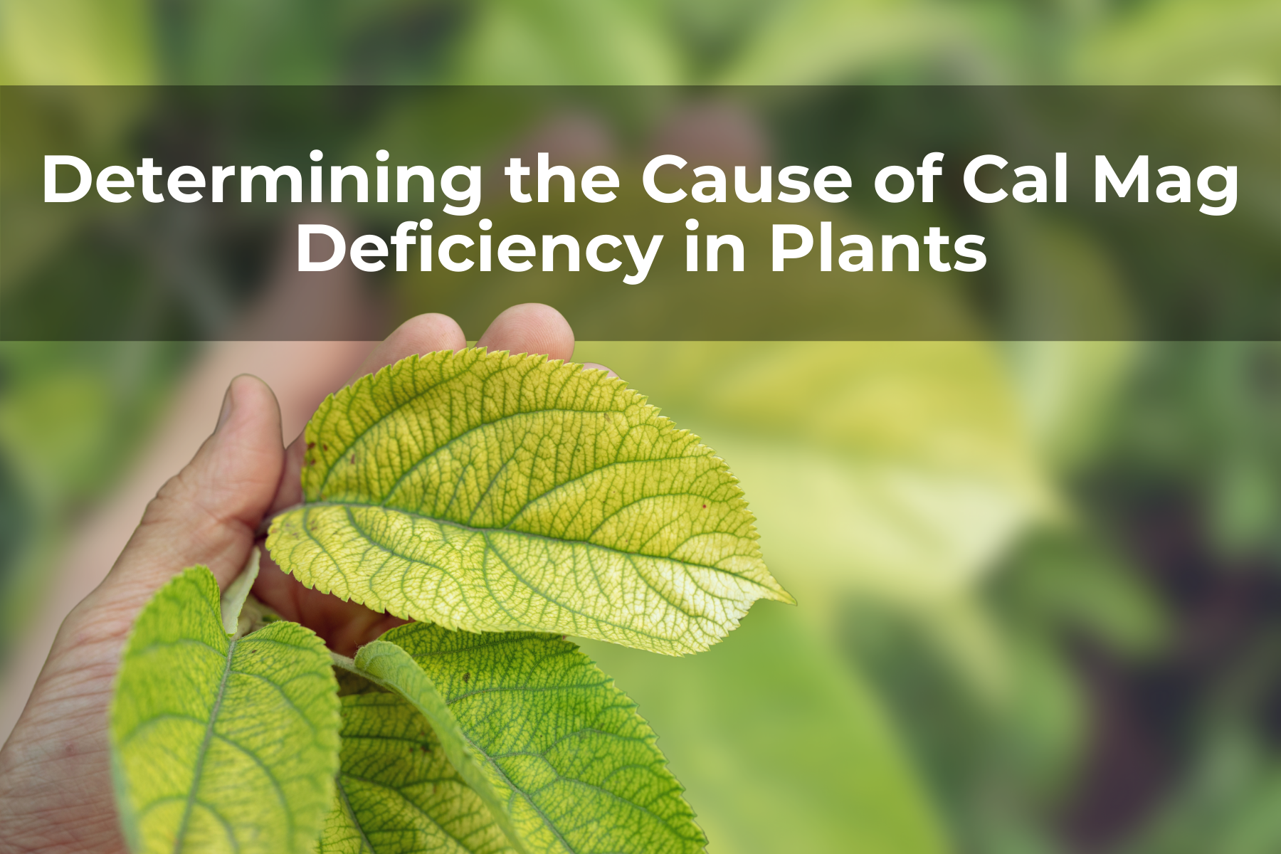 Determining the Cause of Cal Mag Deficiency in Plants