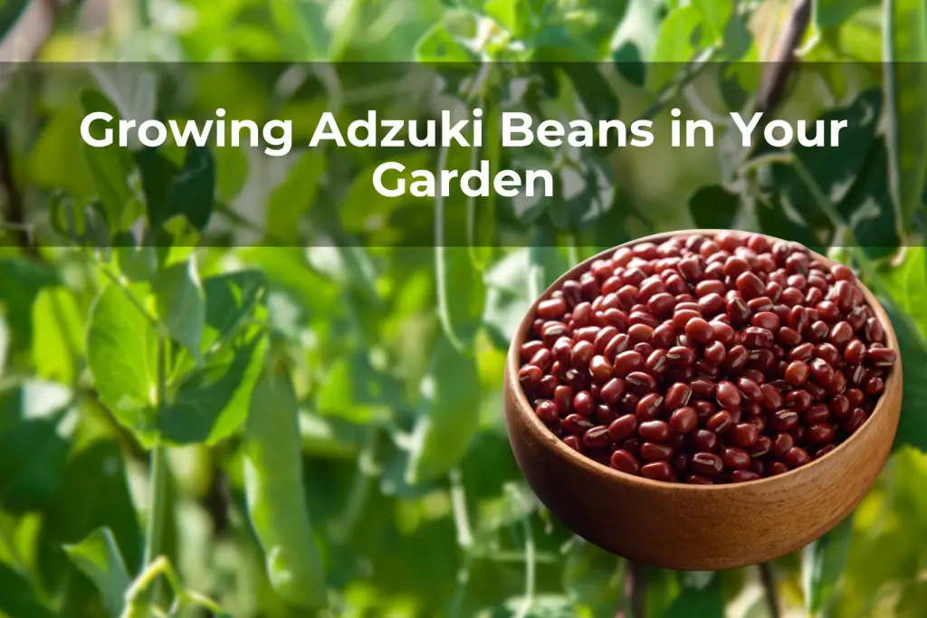 Growing Adzuki Beans in Your Garden