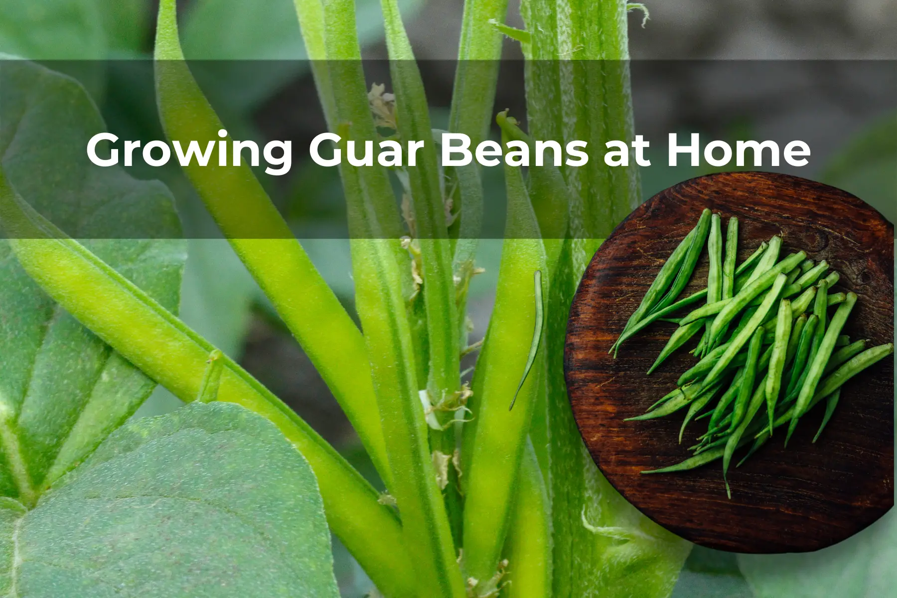 Growing Guar Beans at Home