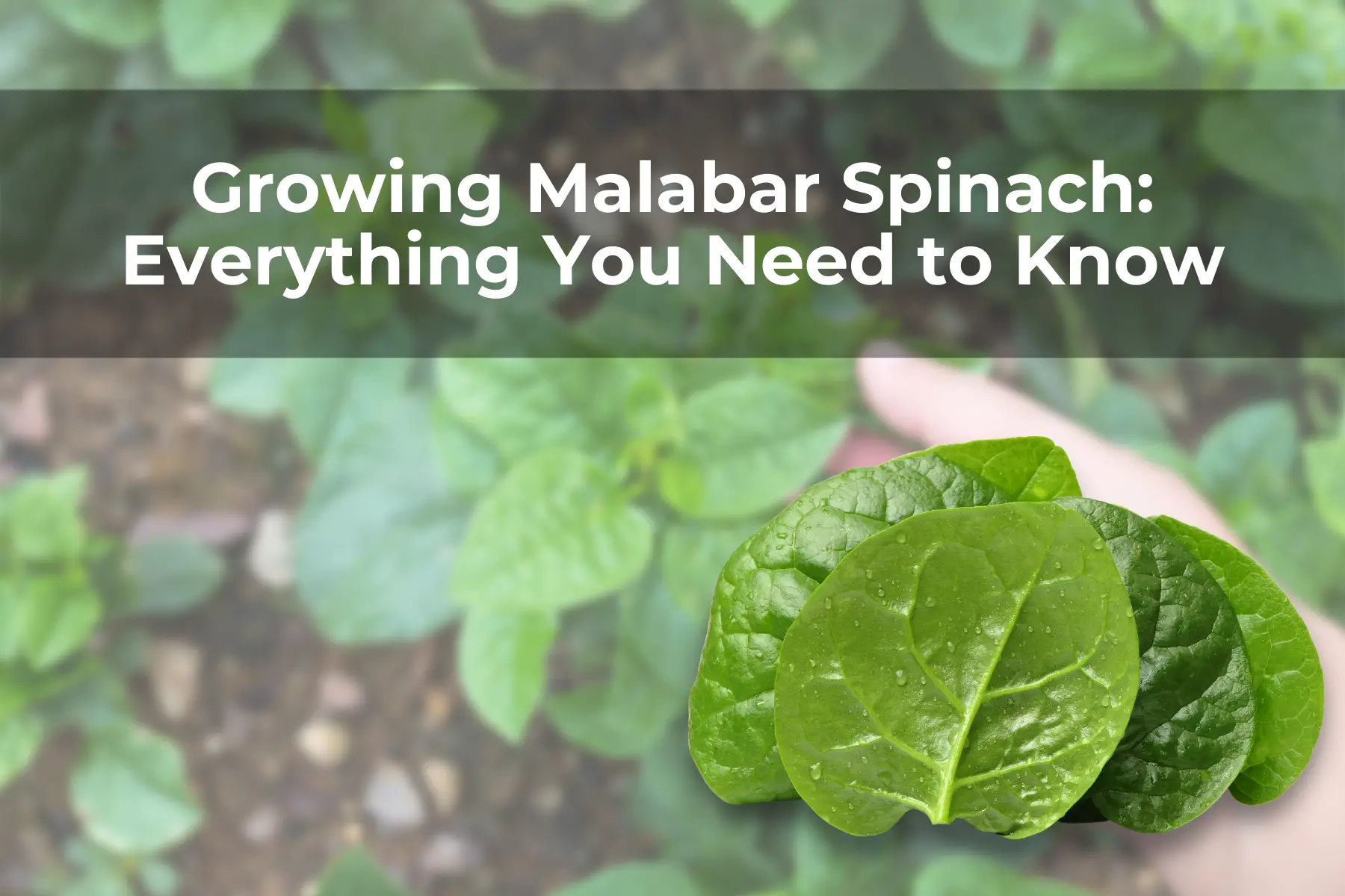 Growing Malabar Spinach: Everything You Need to Know