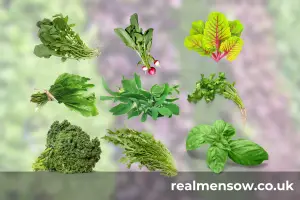 Guide to Growing Microgreens