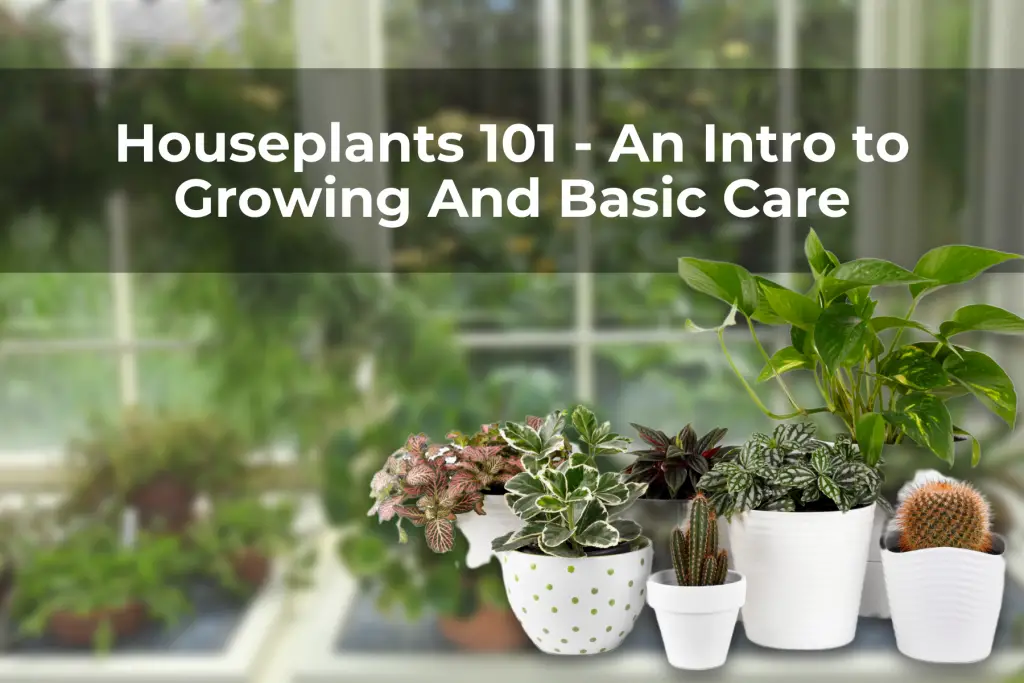 Houseplants 101 - An Intro to Growing And Basic Care