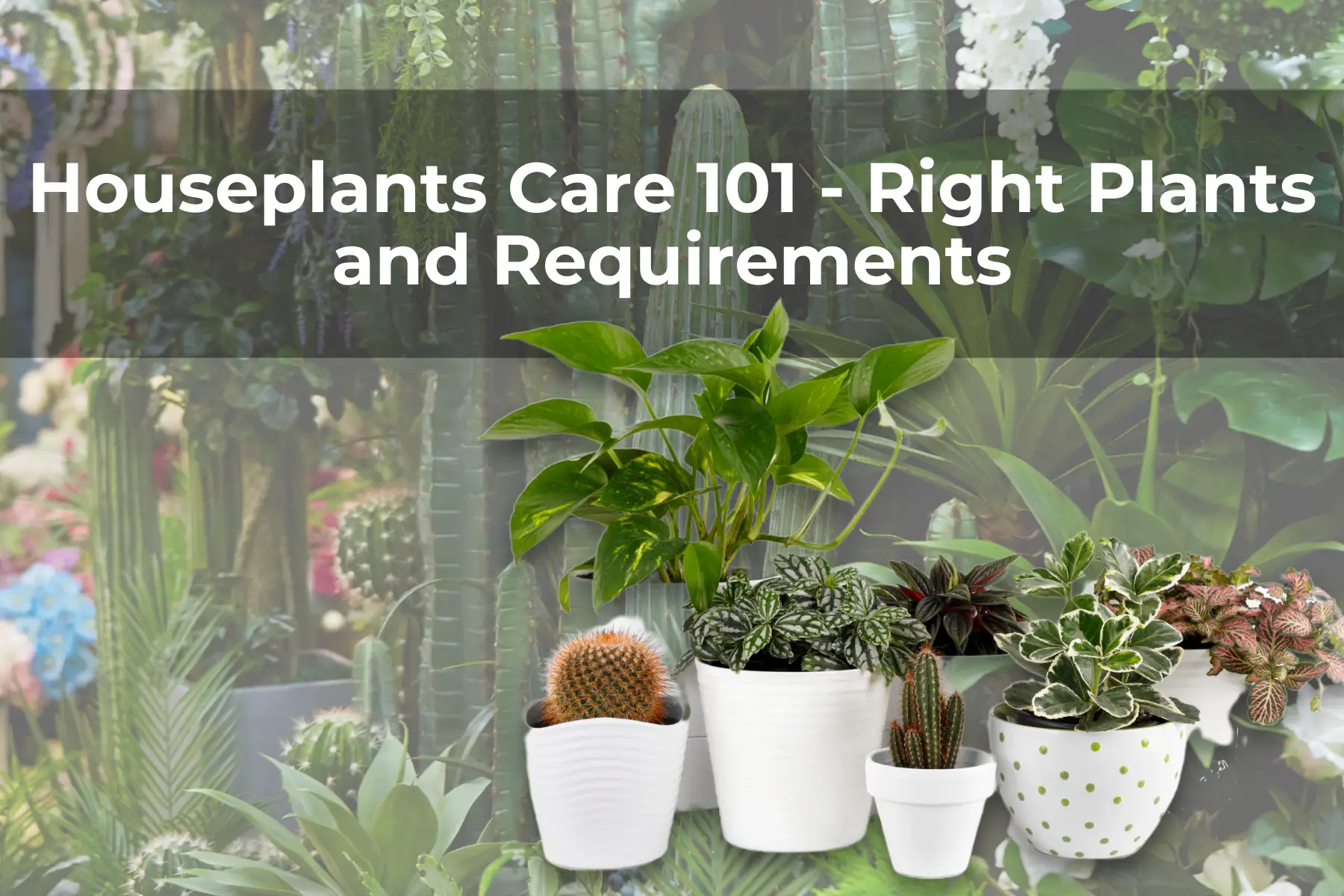 Houseplants Care 101 - Right Plants and Requirements