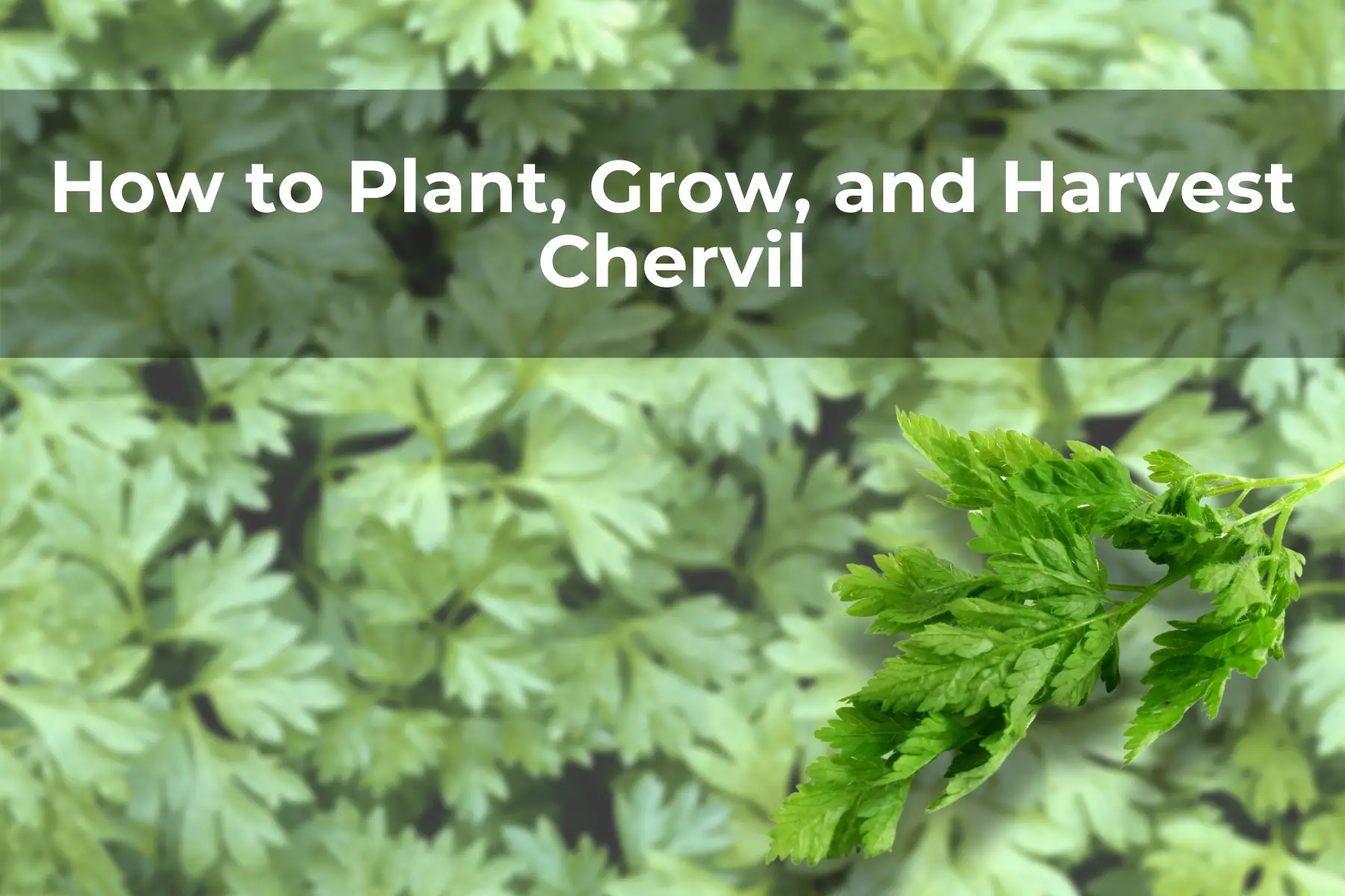 How to Plant, Grow, and Harvest Chervil