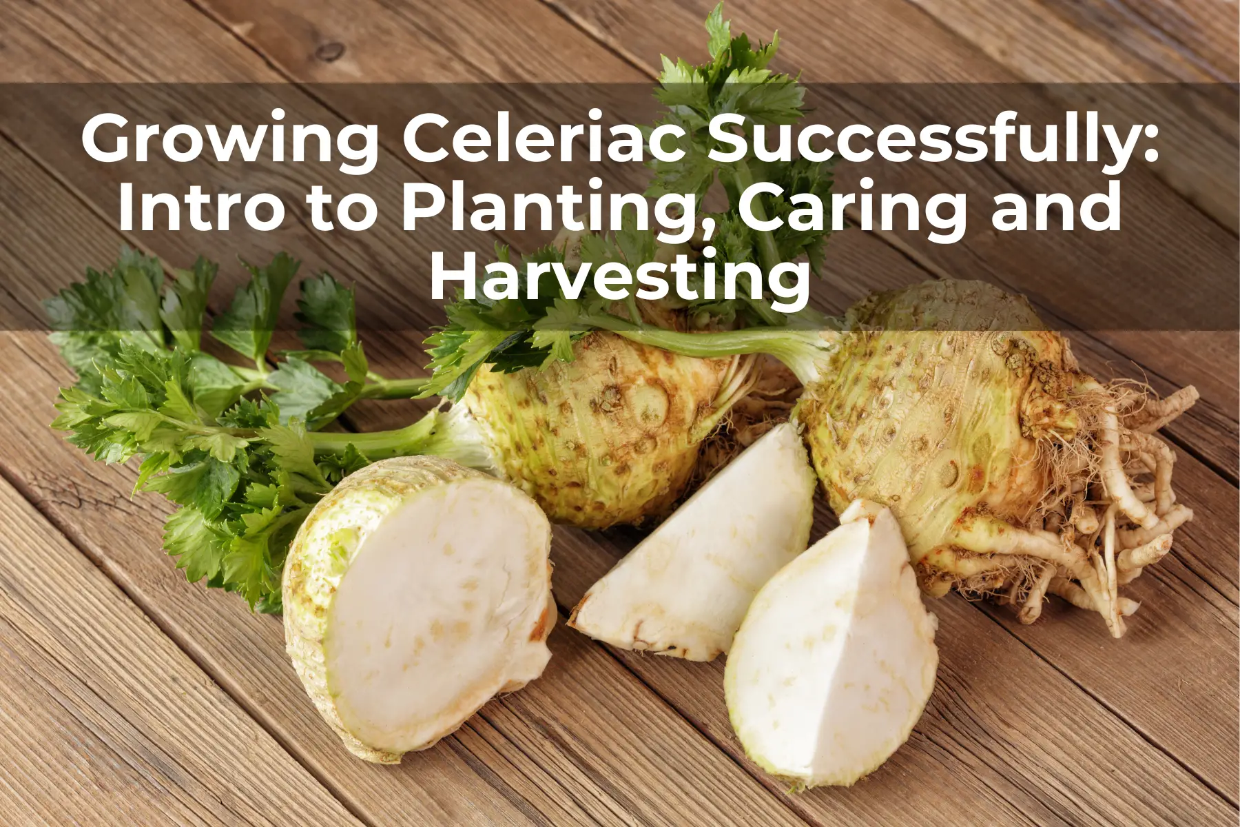 Growing Celeriac Successfully