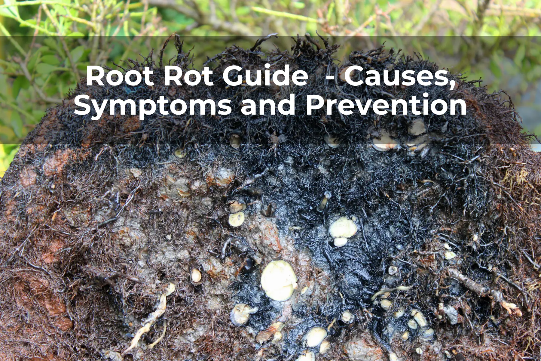 Root Rot Guide - Causes, Symptoms and Prevention