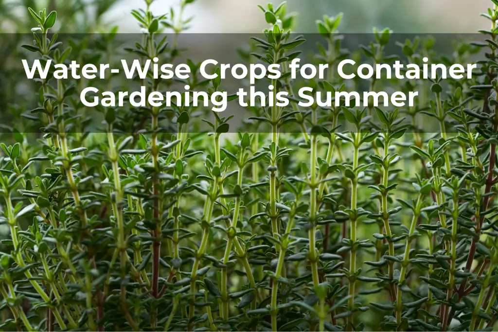 Water-Wise Crops for Container Gardening this Summer