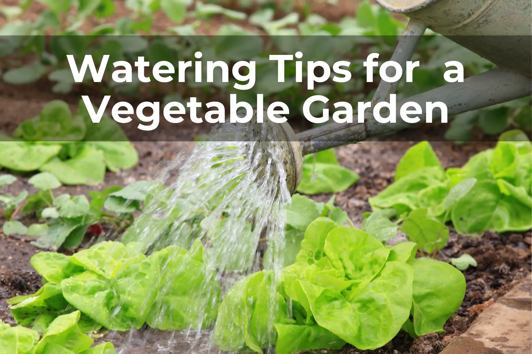 Tips for Watering Tips a Vegetable Garden