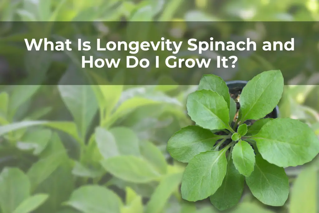 What Is Longevity Spinach and How Do I Grow It?