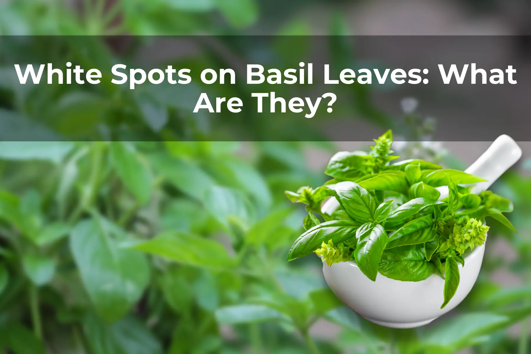 White Spots on Basil Leaves: What Are They?