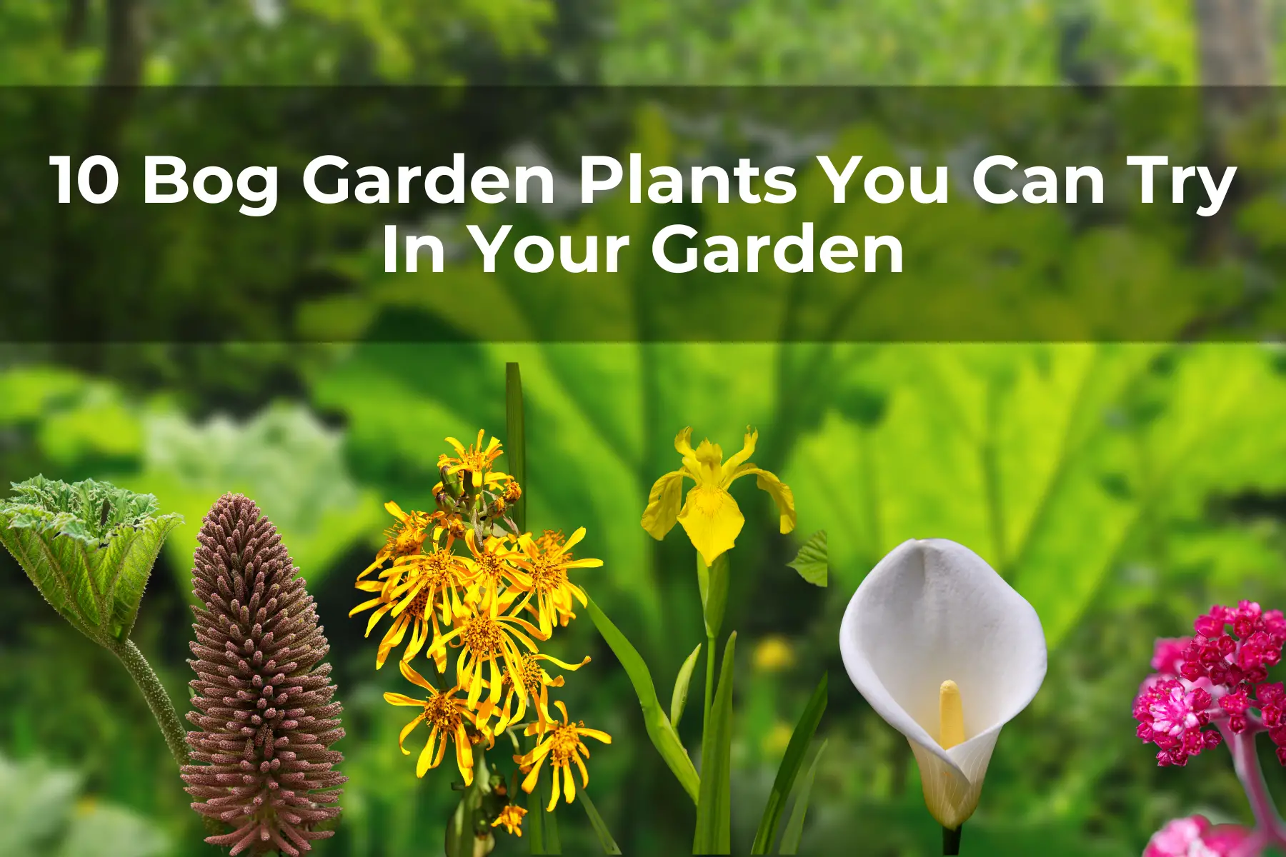 10 Bog Garden Plants You Can Try In Your Garden