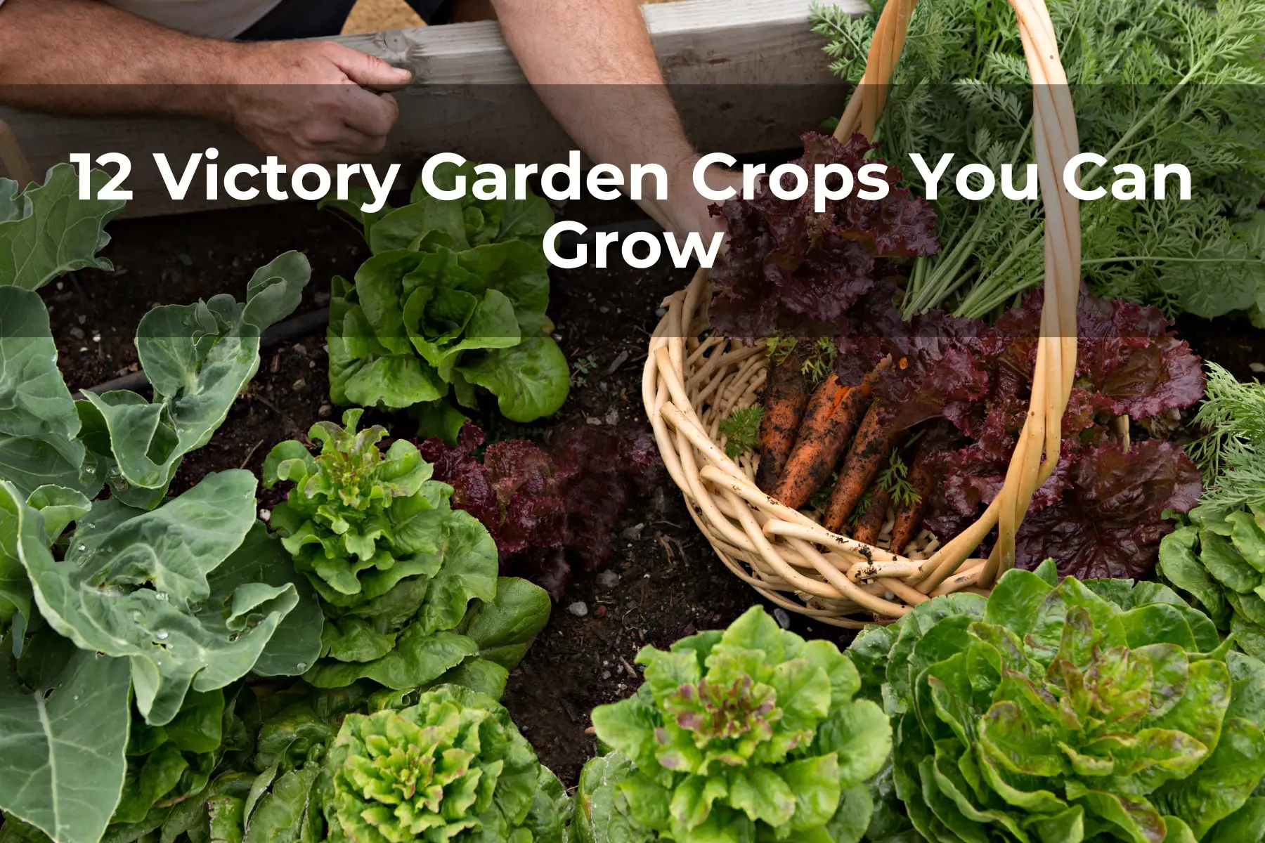 12 Victory Garden Crops You Can Grow