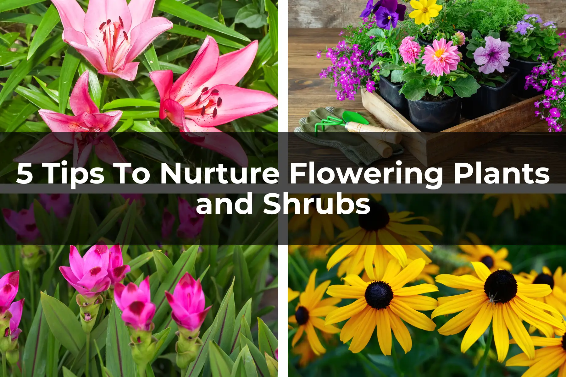 5 Tips To Nurture Flowering Plants and Shrubs