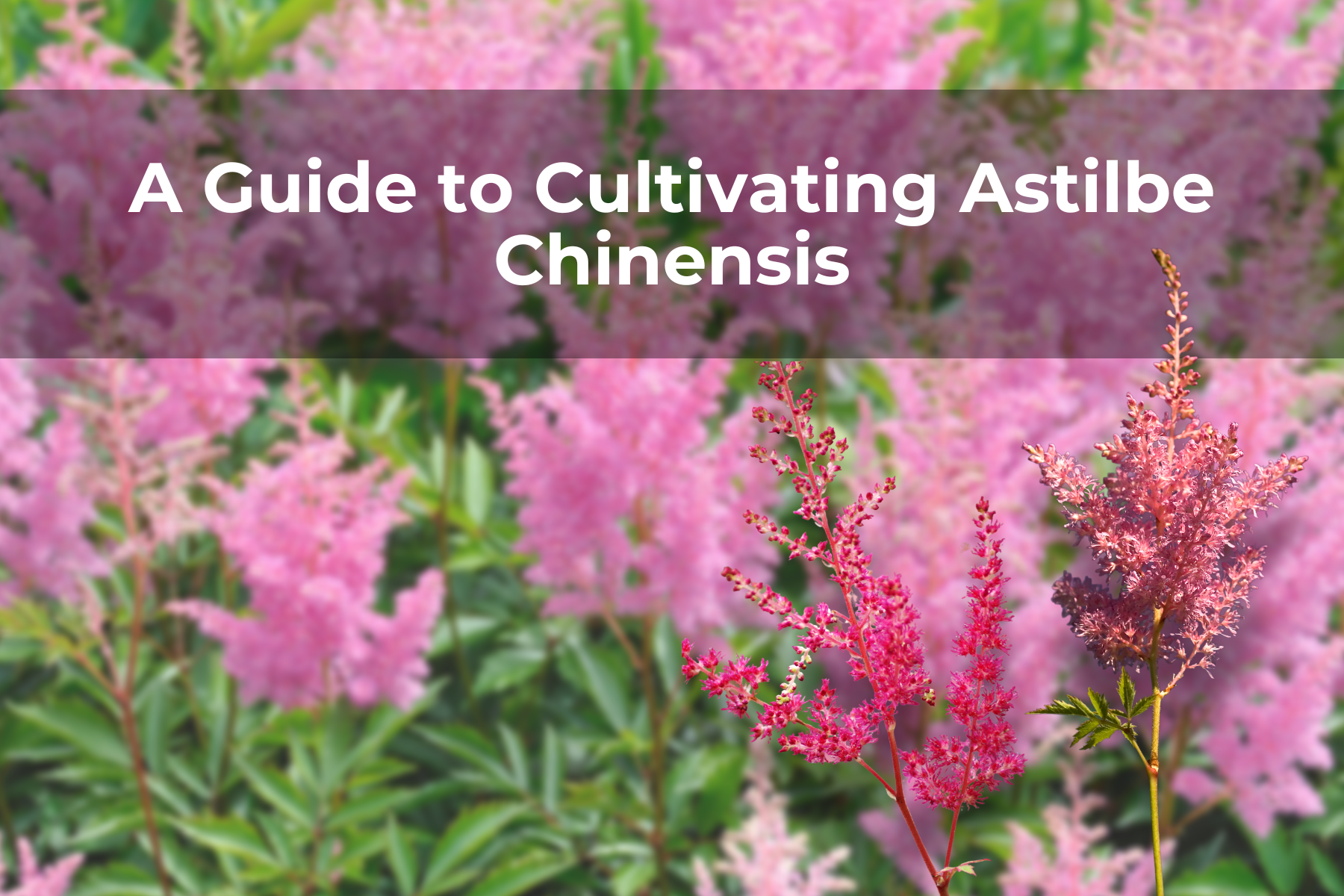 A Guide to Cultivating Astilbe Chinensis