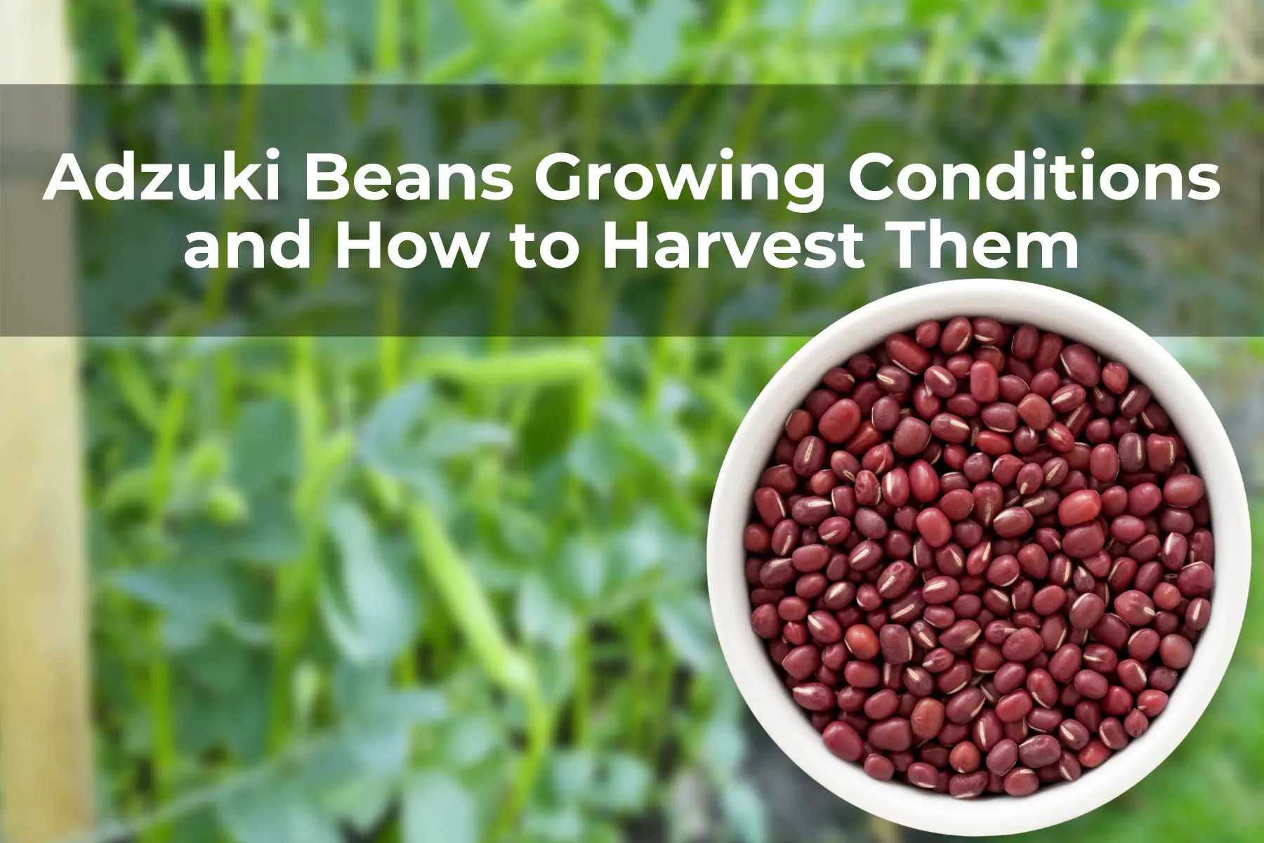 Adzuki Beans Growing Conditions and How to Harvest Them