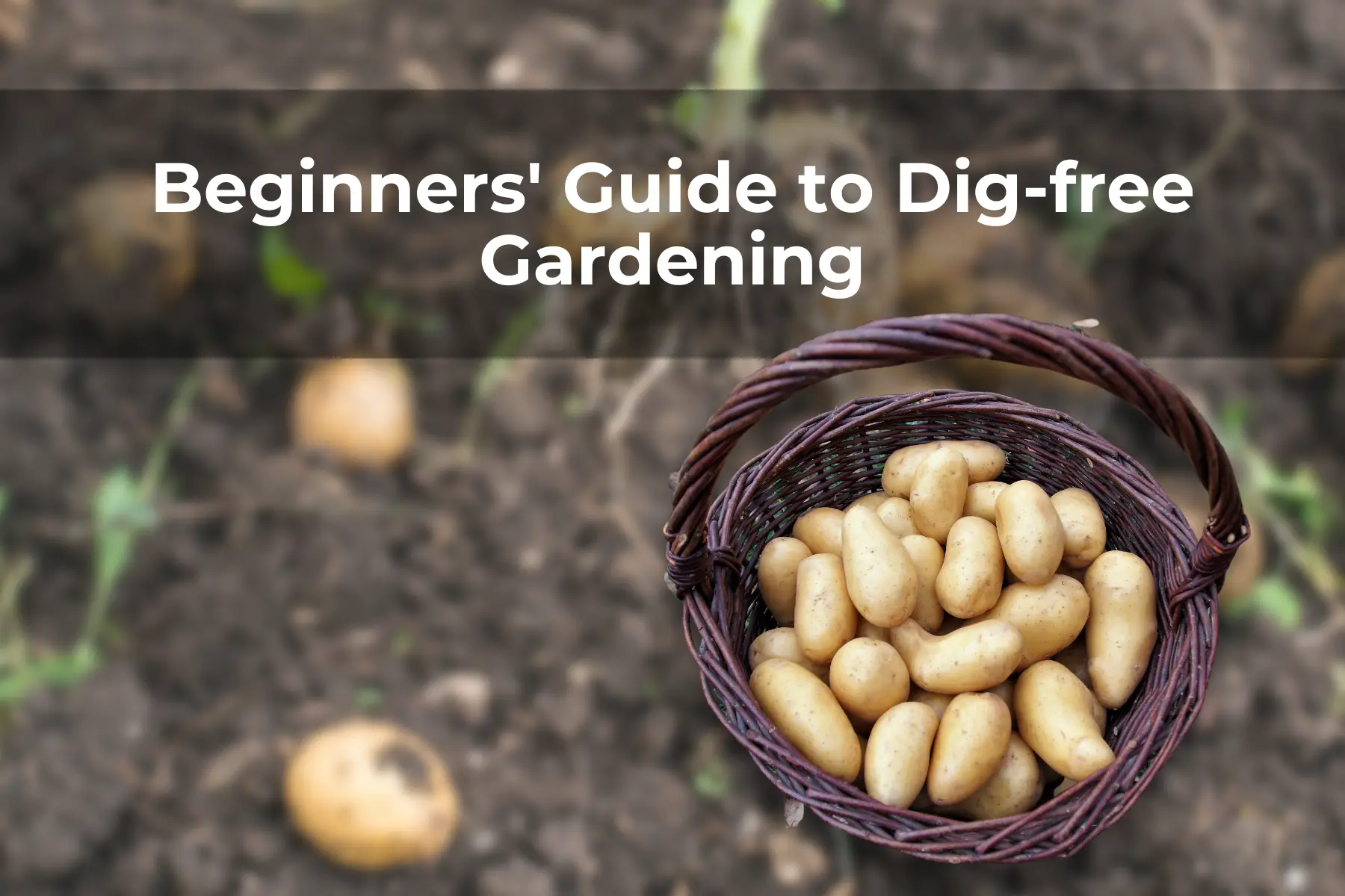 Beginners' Guide to Dig free Gardening