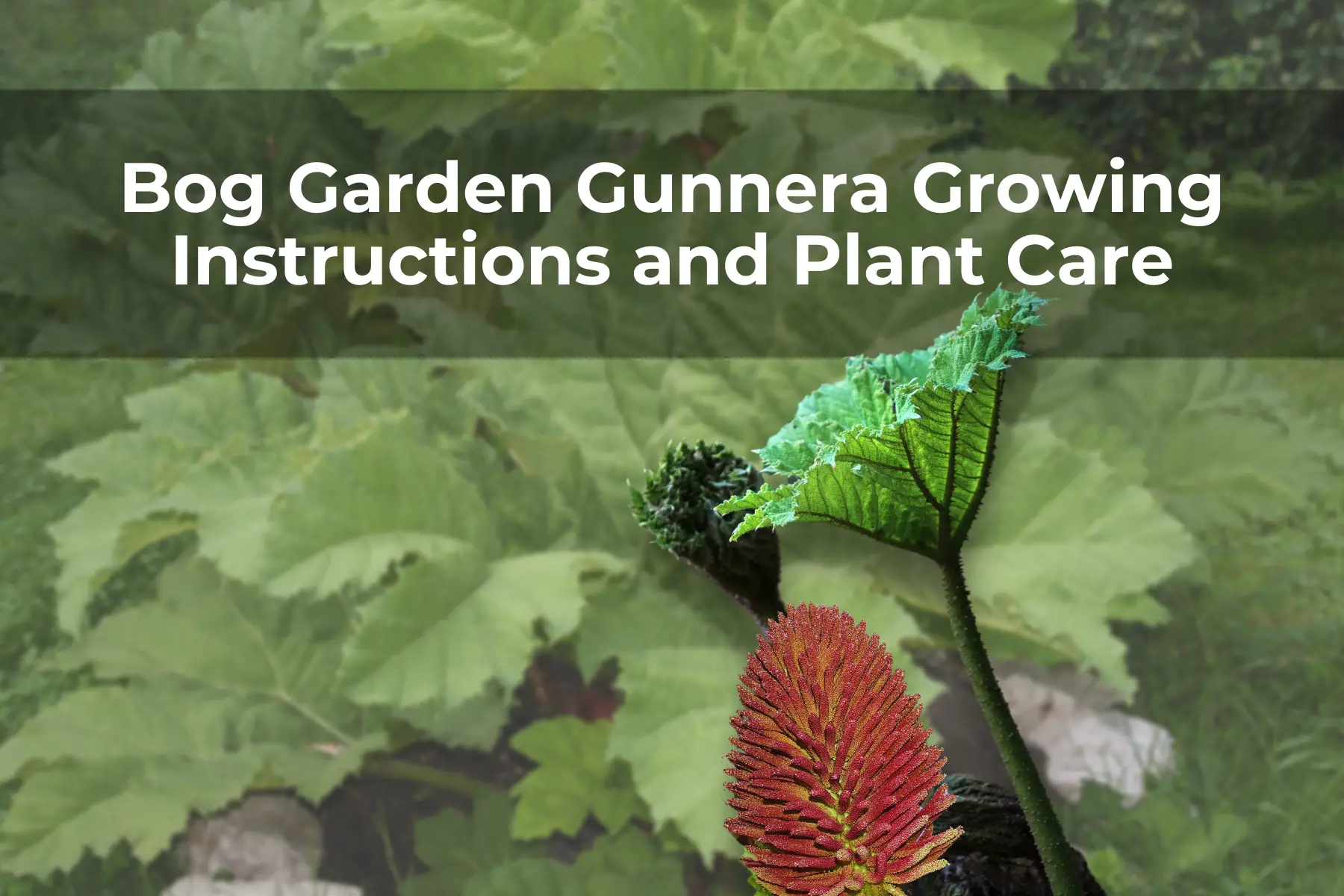 Bog Garden Gunnera Growing Instructions and Plant Care