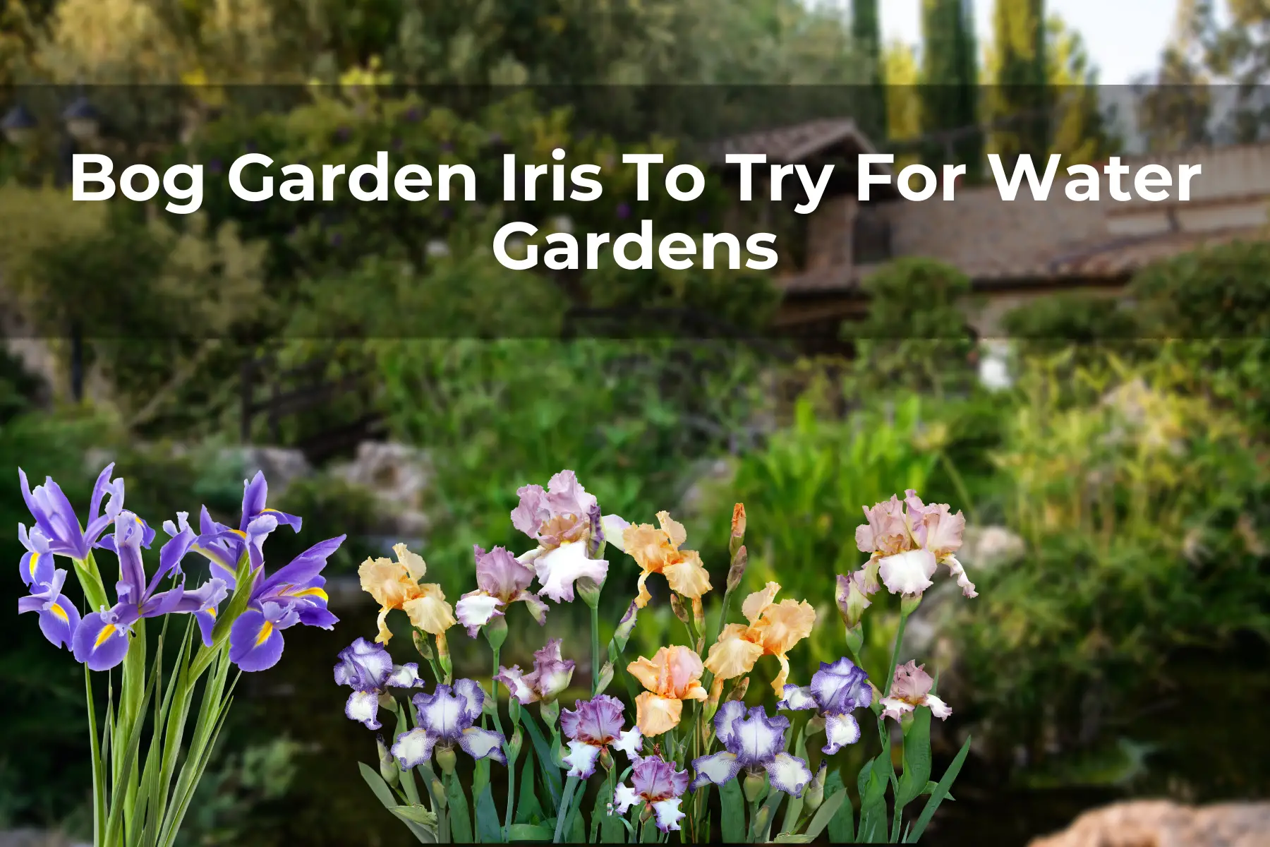 Bog Garden Iris To Try For Water Gardens