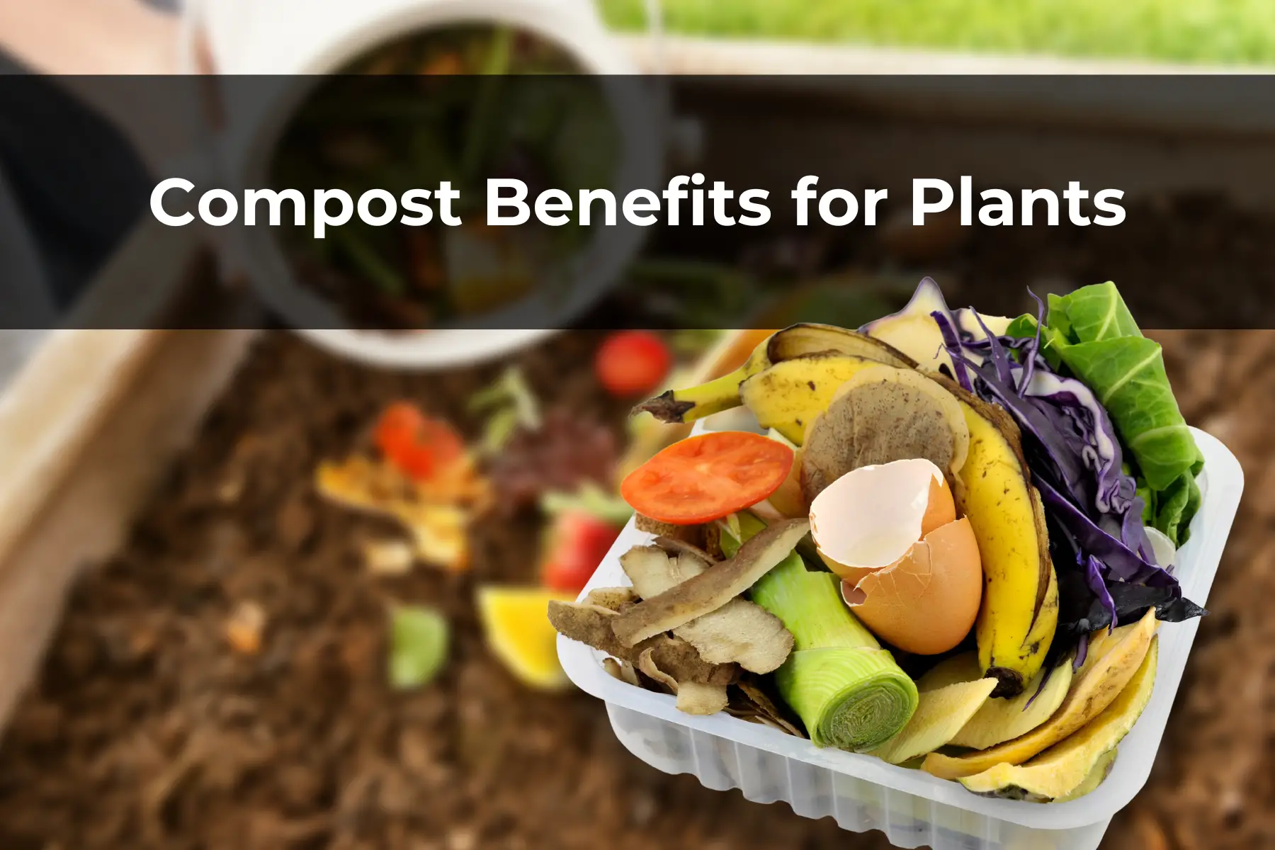 Compost Benefits for Plants