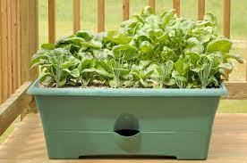 Container Spinach Growing In Uk