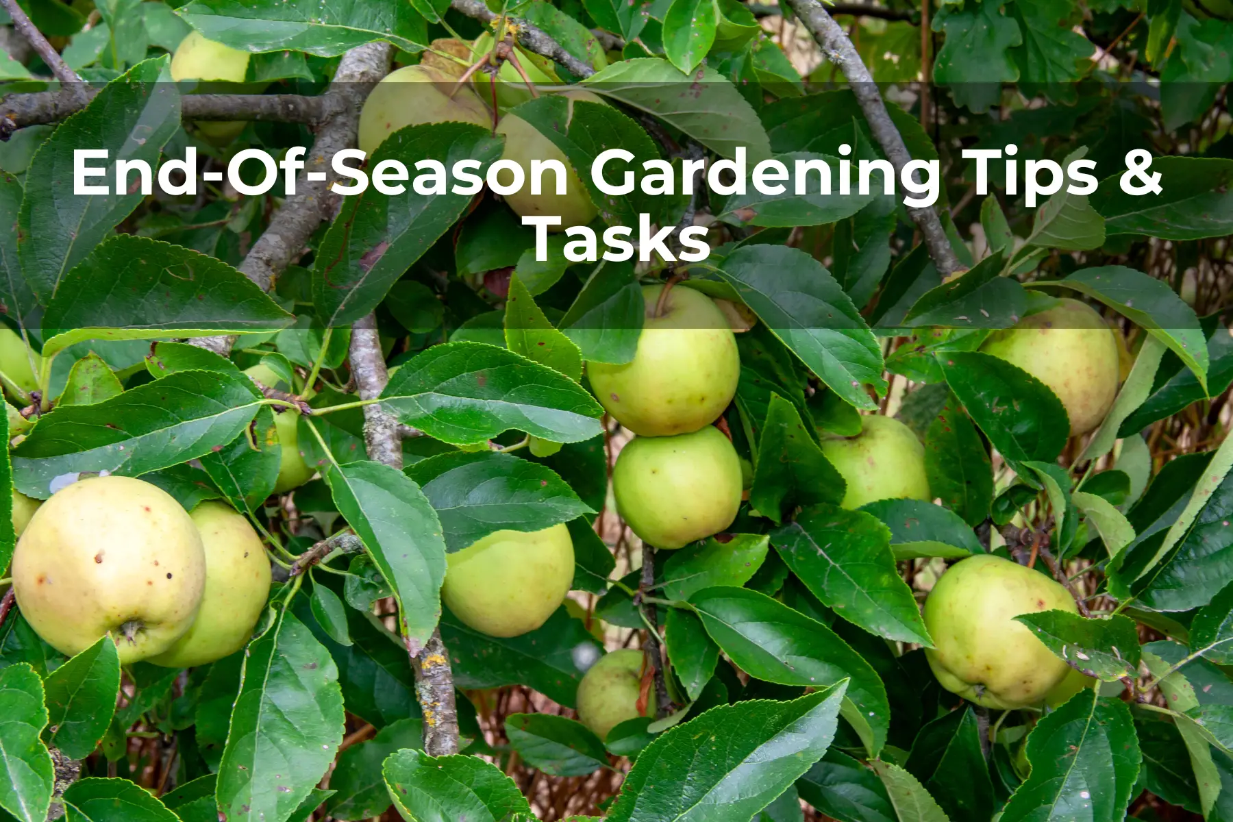End-Of-Season Gardening Tips & Tasks