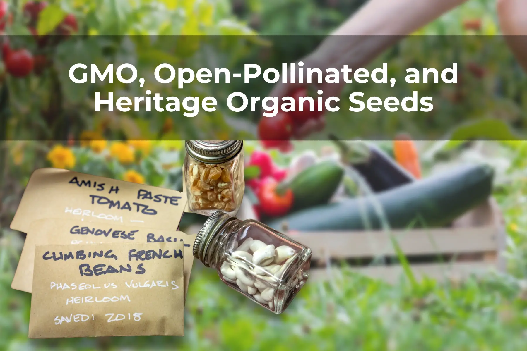 GMO, Open-Pollinated, and Heritage Organic Seeds
