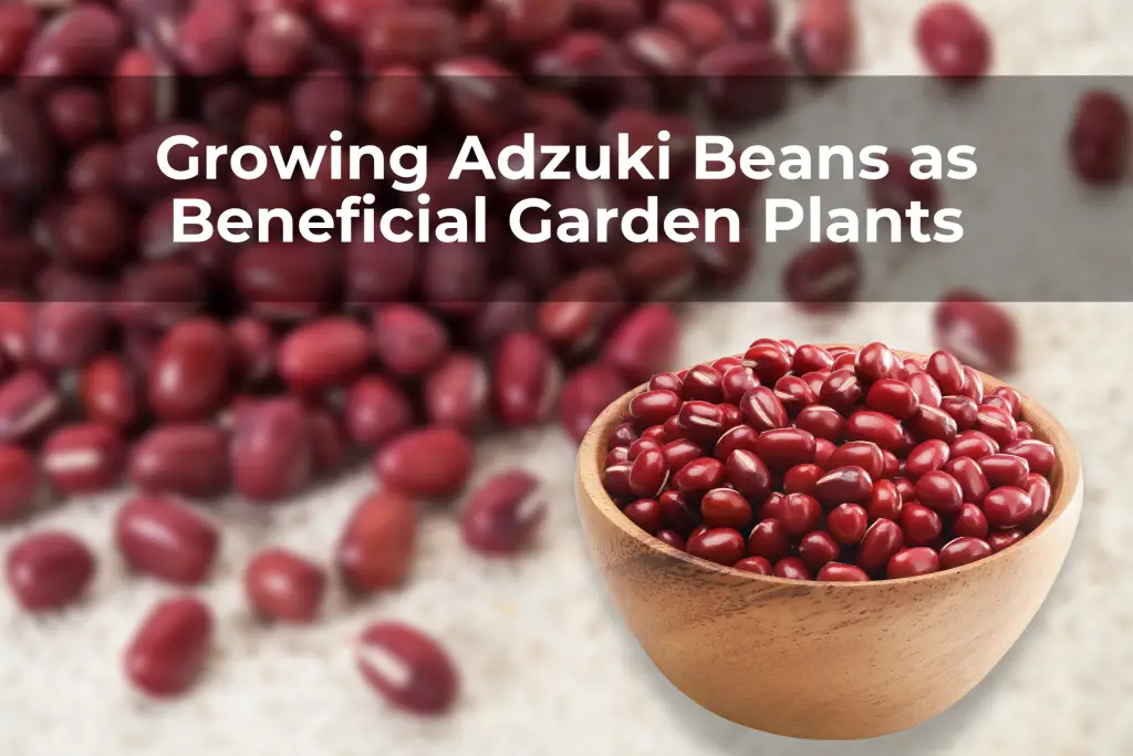 Growing Adzuki Beans as Beneficial Garden Plants