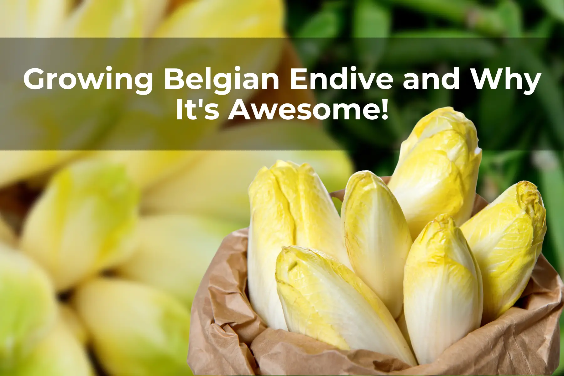 Growing Belgian Endive and Why It's Awesome!