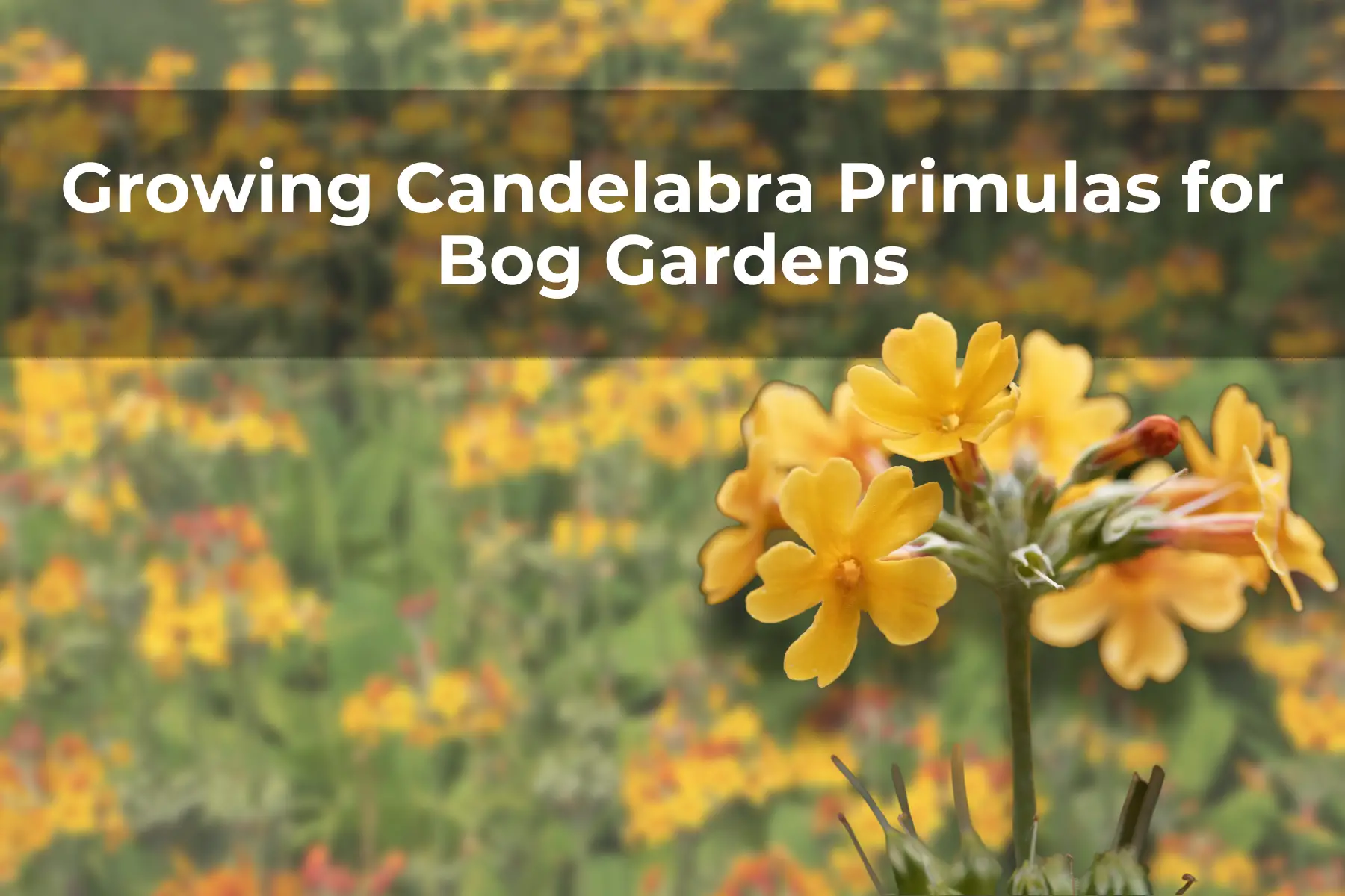 Growing Candelabra Primulas for Bog Gardens