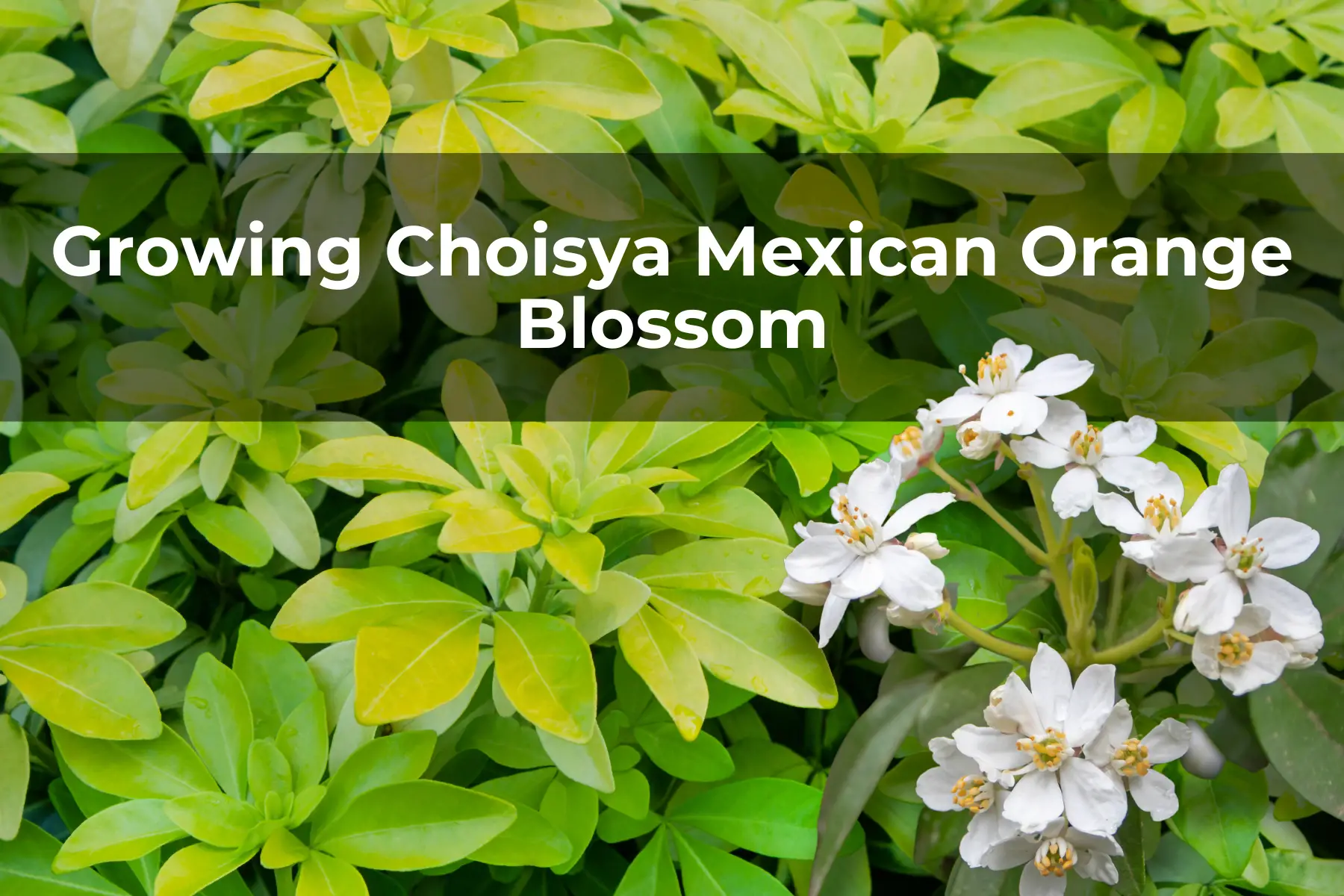 Growing Choisya Mexican Orange Blossom