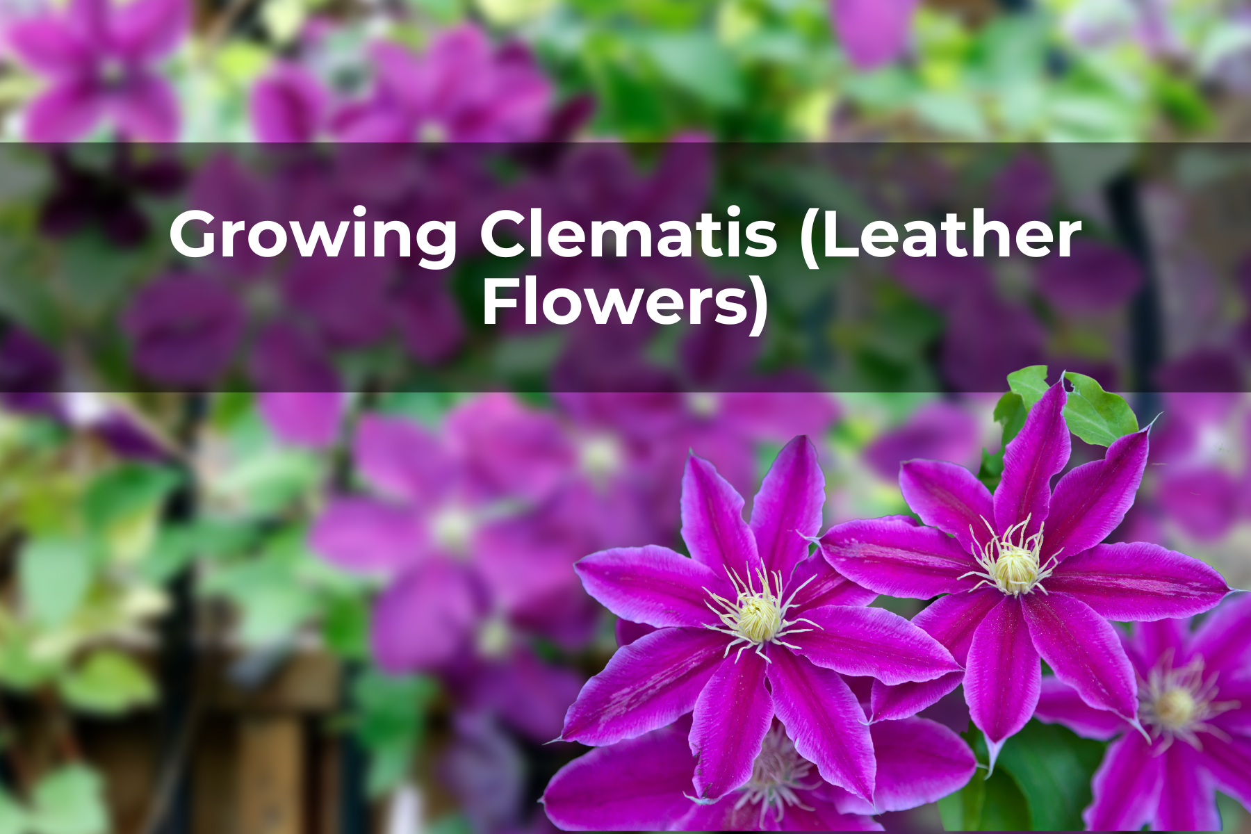 Growing Clematis (Leather Flowers)