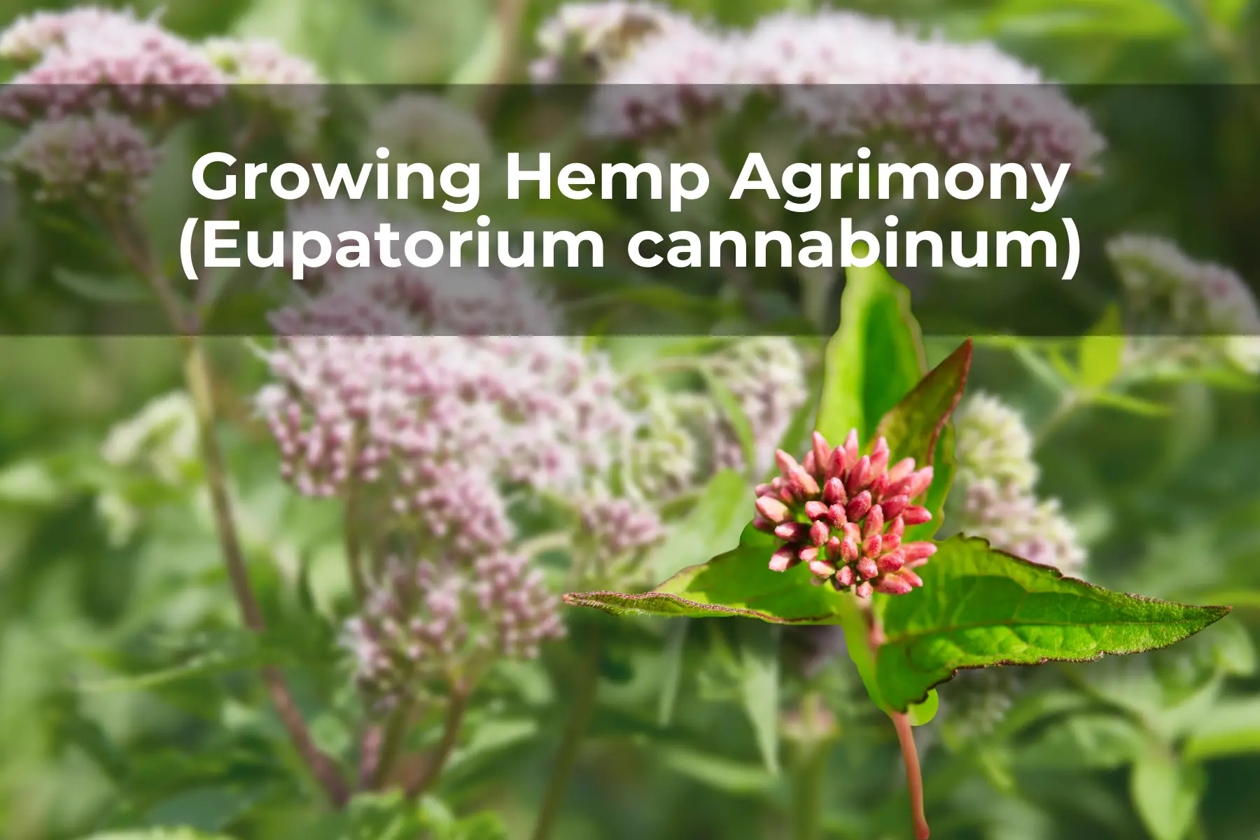Growing Hemp Agrimony (Eupatorium cannabinum)