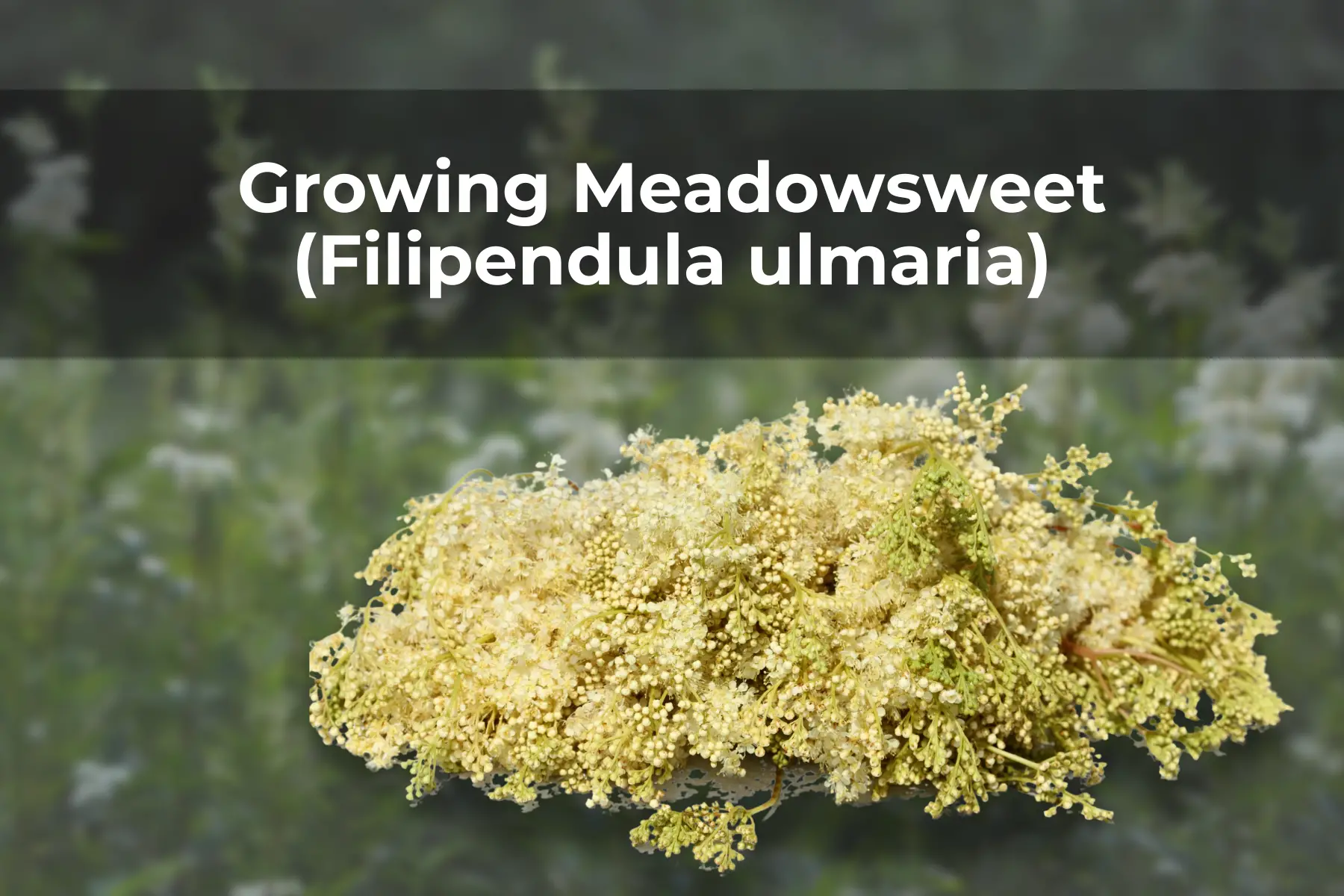 Growing Meadowsweet (Filipendula ulmaria)