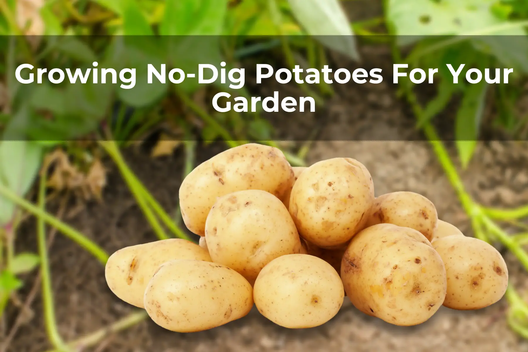 Growing No-Dig Potatoes For Your Garden