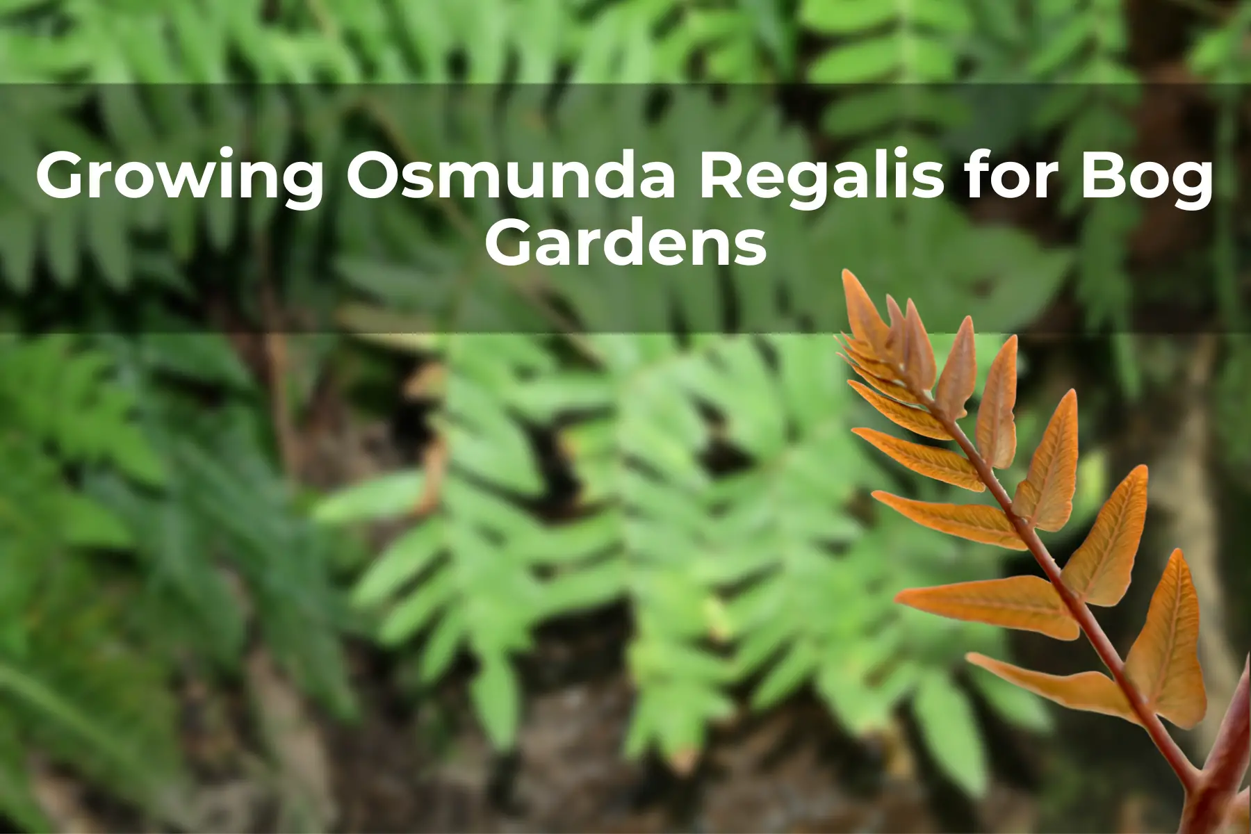Growing Osmunda Regalis for Bog Gardens